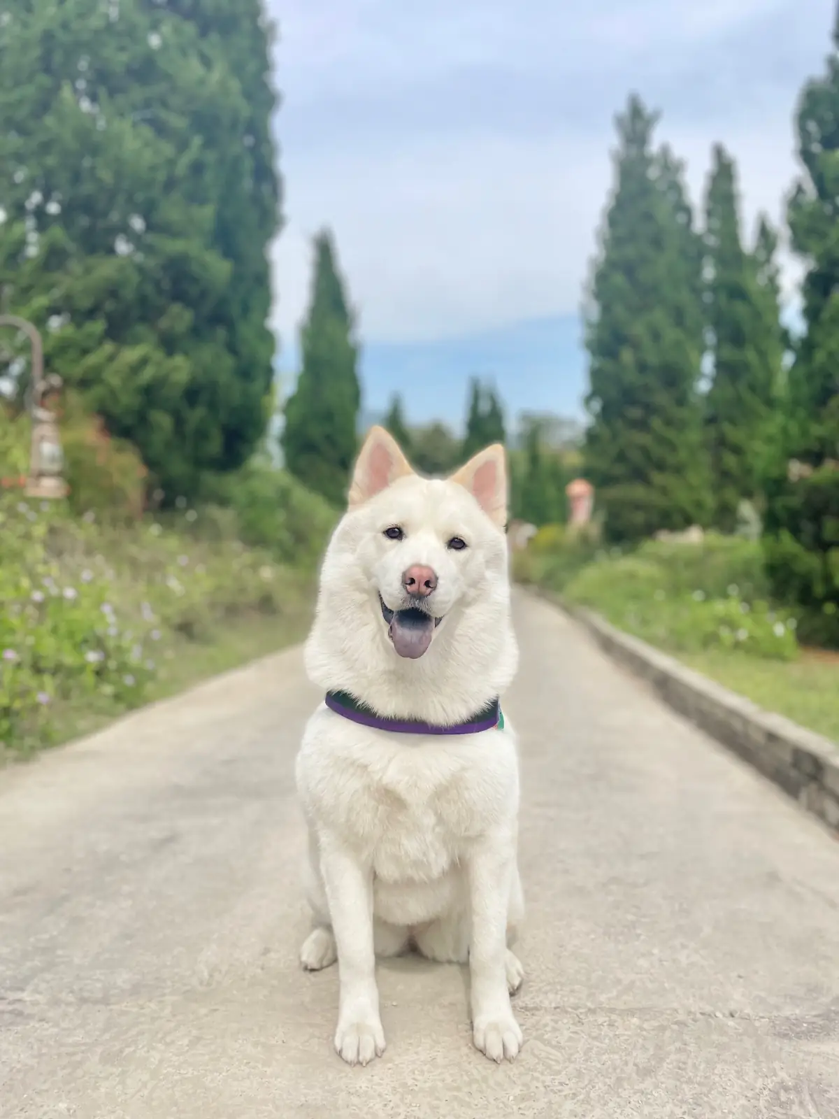 La Toscana pets image 2