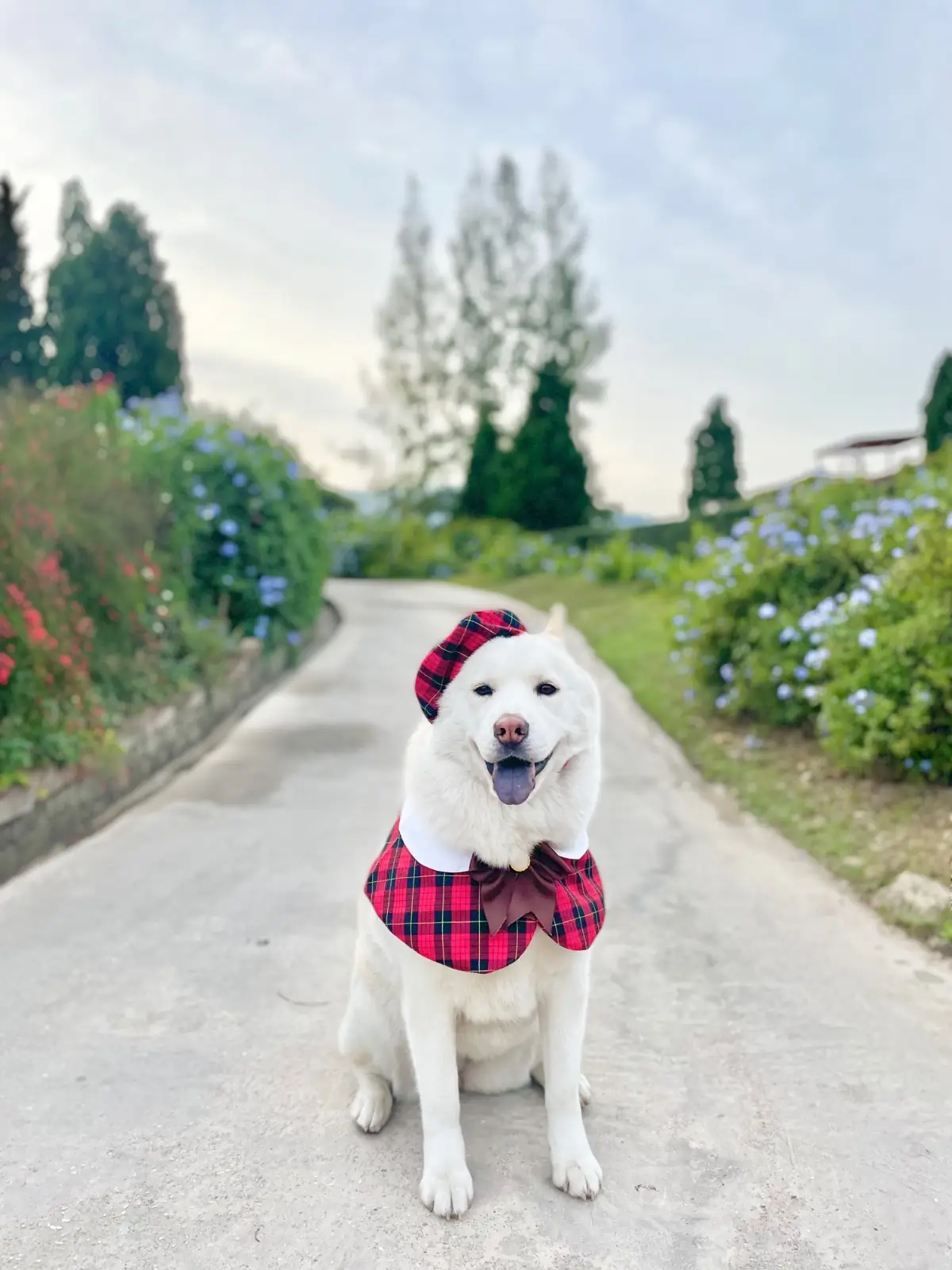 La Toscana pets image 1