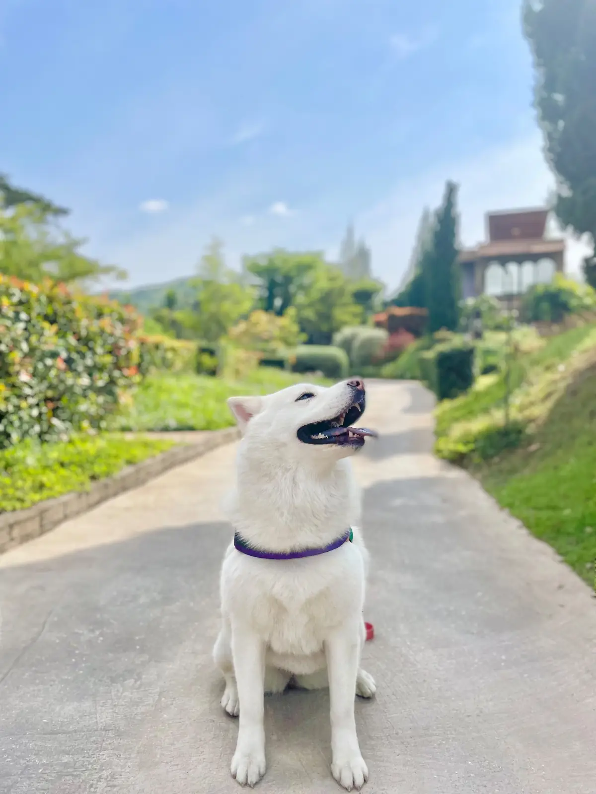 La Toscana pets image 3