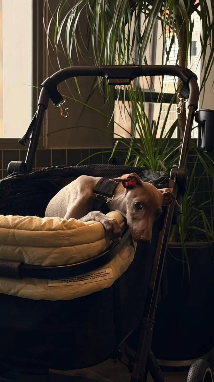 Hide.away cafe PPD pets image 1