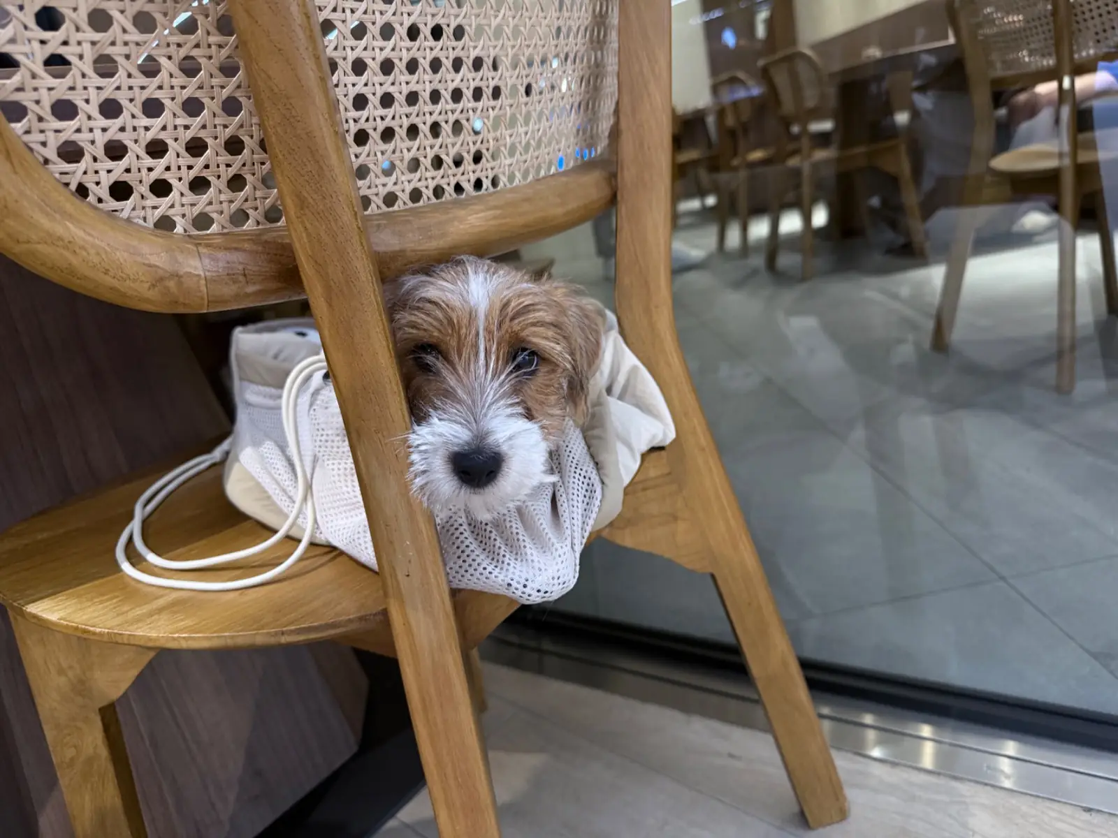 JTAP - เจ๊แท๊ป pets image 1
