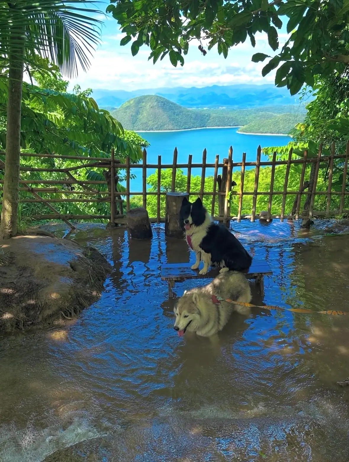 ไร่ย่าแย้ม pets image 1