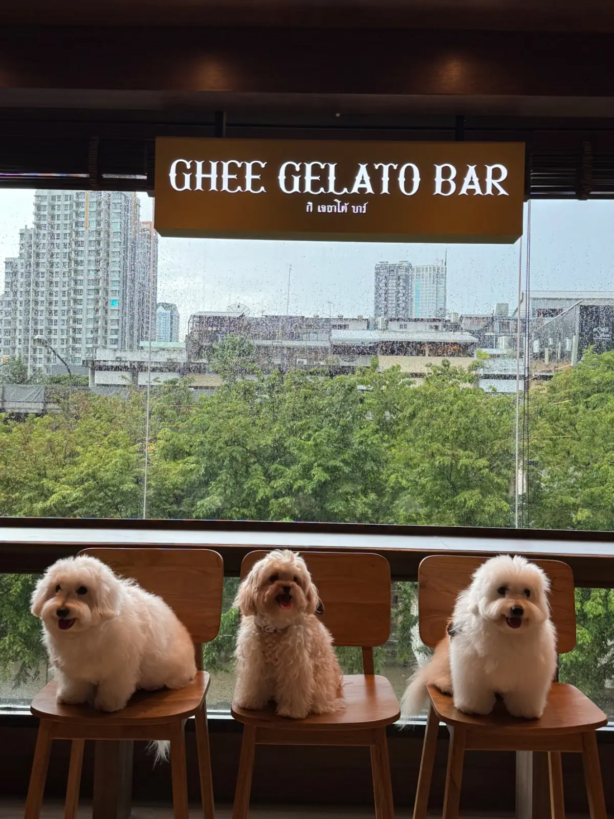 GHEE GELATO BAR pets image 5