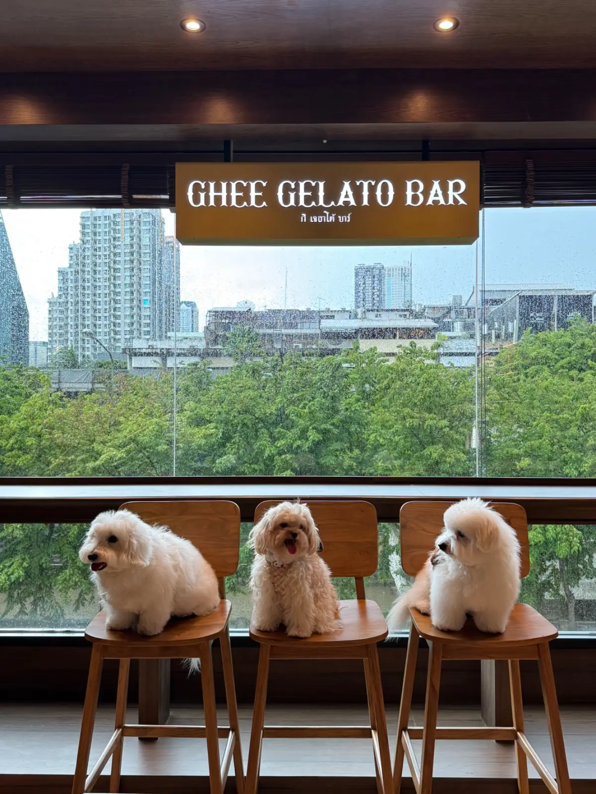 GHEE GELATO BAR pets image 2