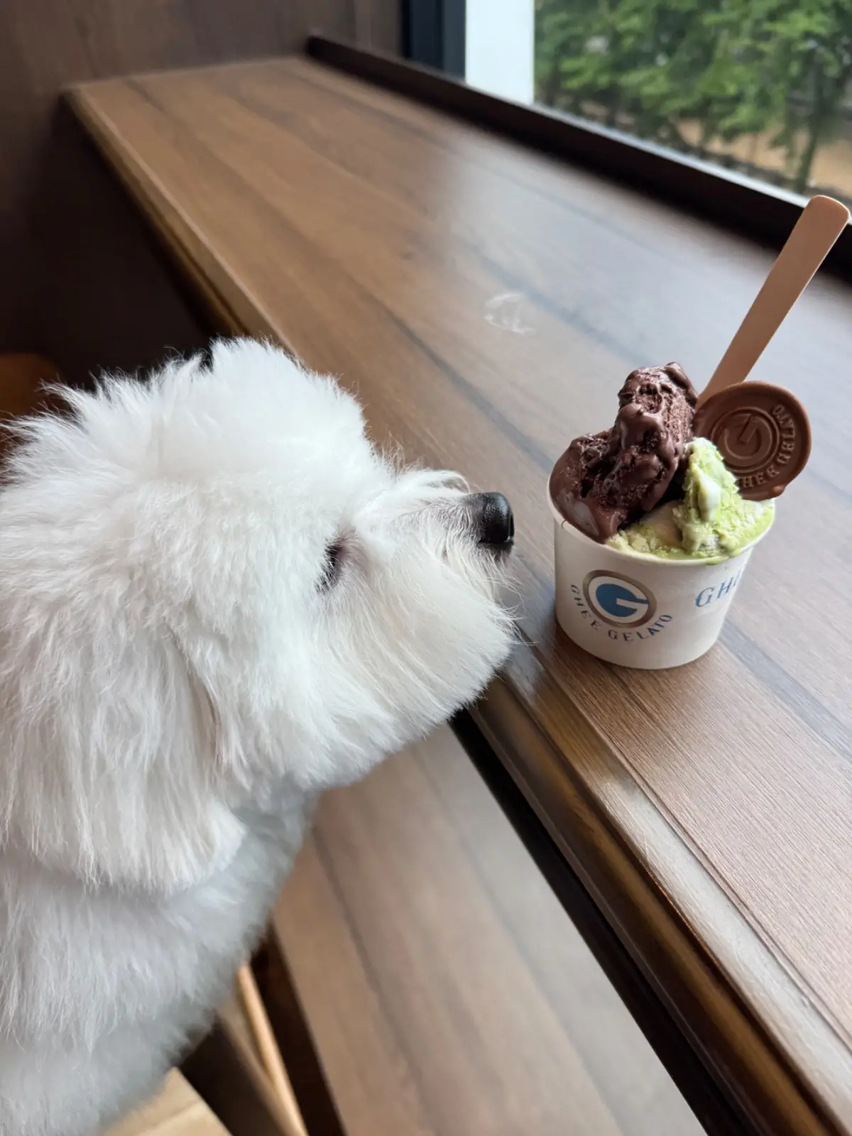 GHEE GELATO BAR pets image 8