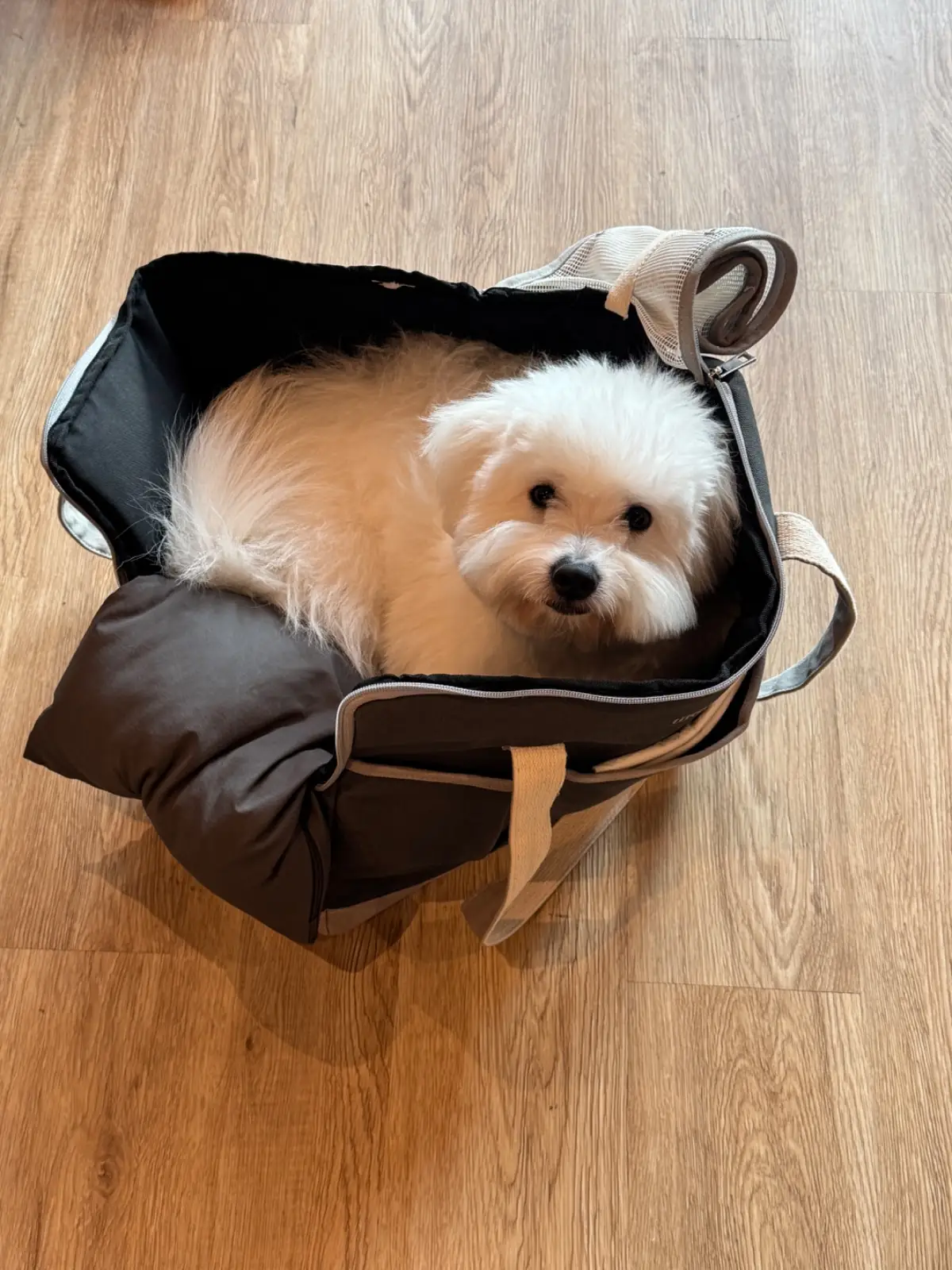 GHEE GELATO BAR pets image 7