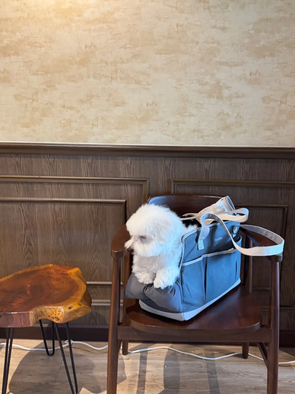 Ghee Gelato Bar pets image 1