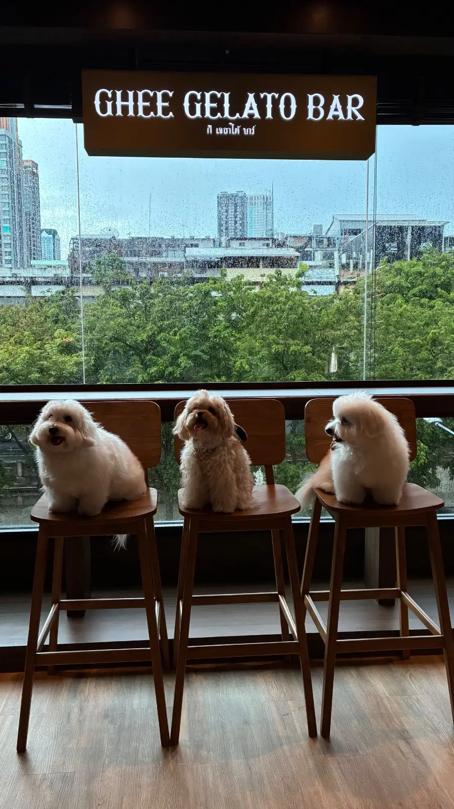 Ghee Gelato Bar pets image 3