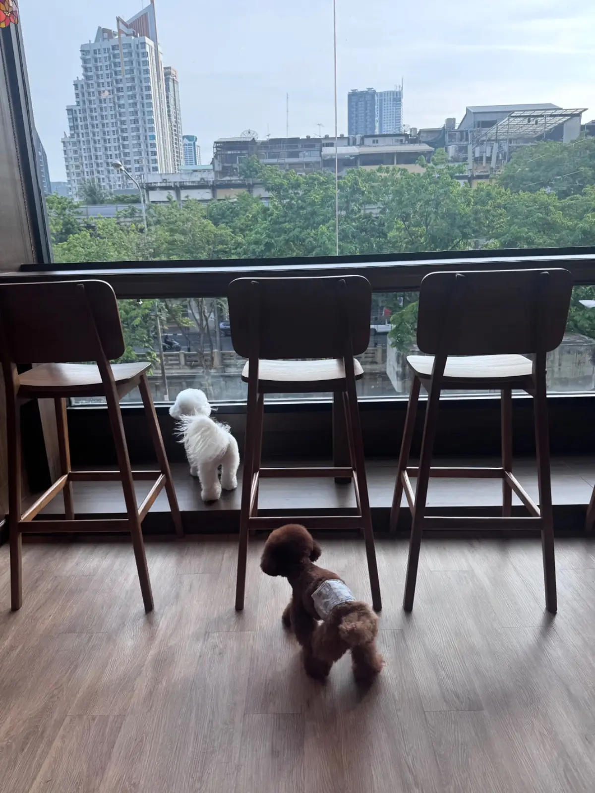 Ghee Gelato Bar pets image 10