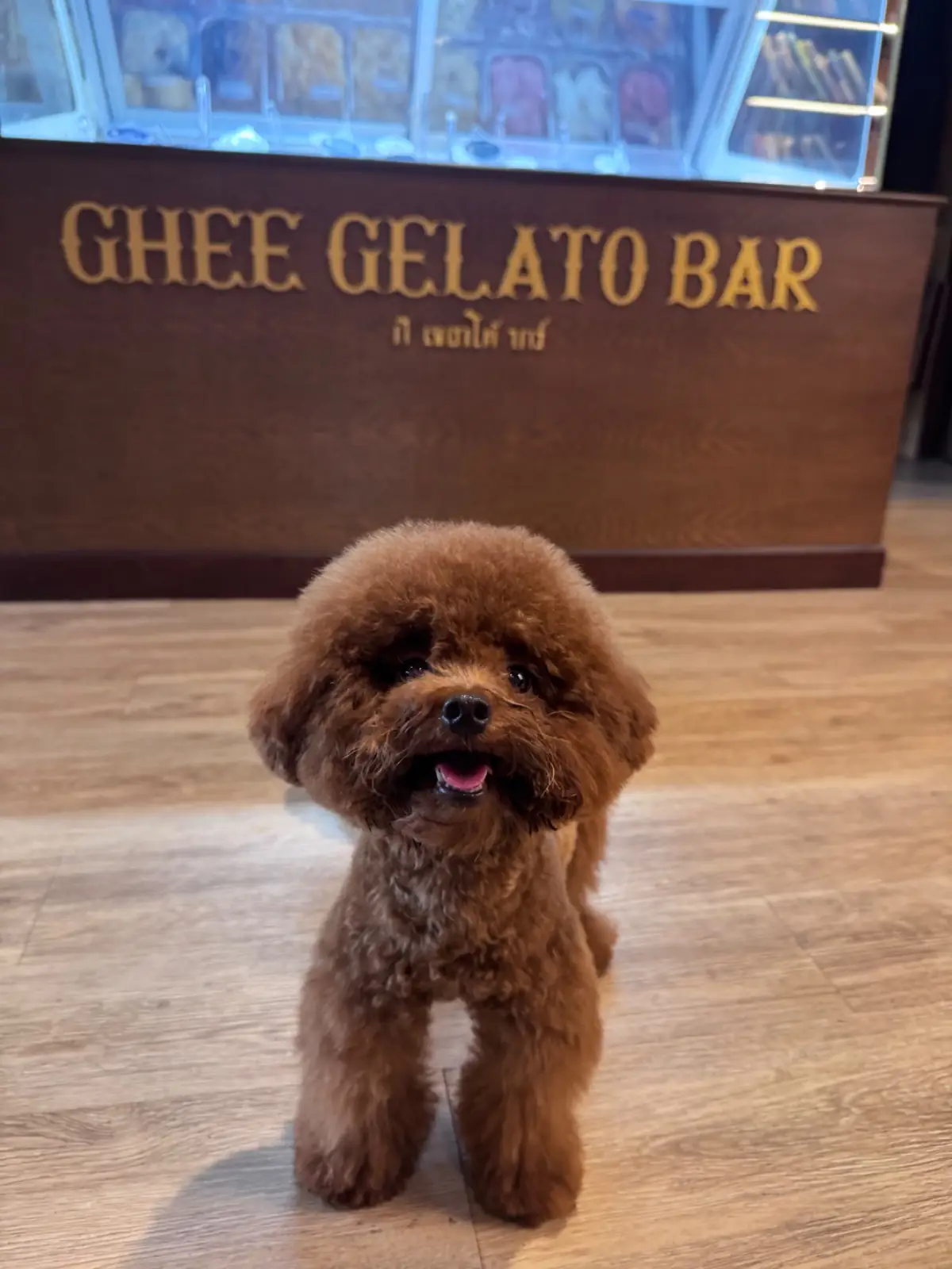 Ghee Gelato Bar pets image 11
