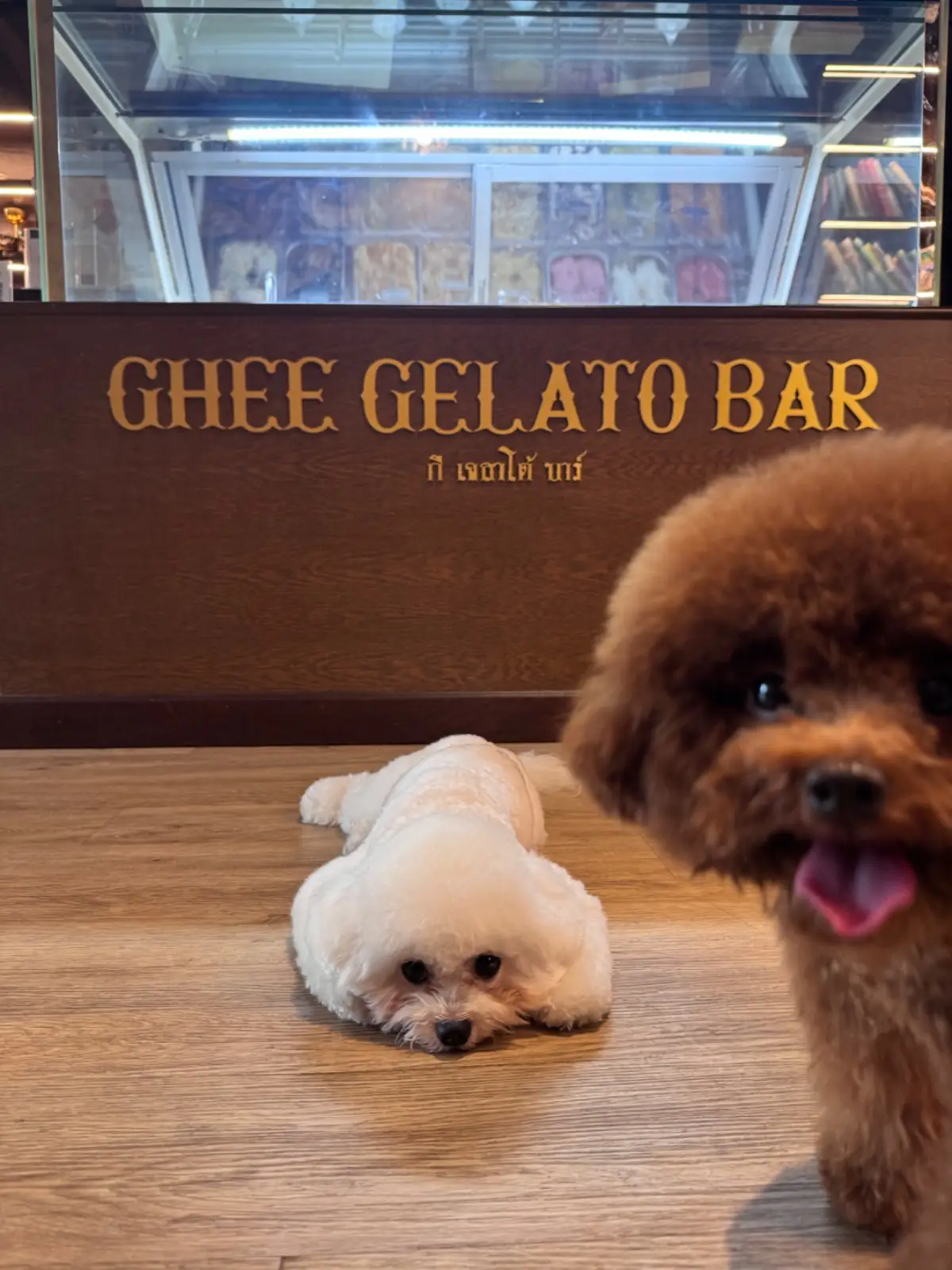 Ghee Gelato Bar pets image 12