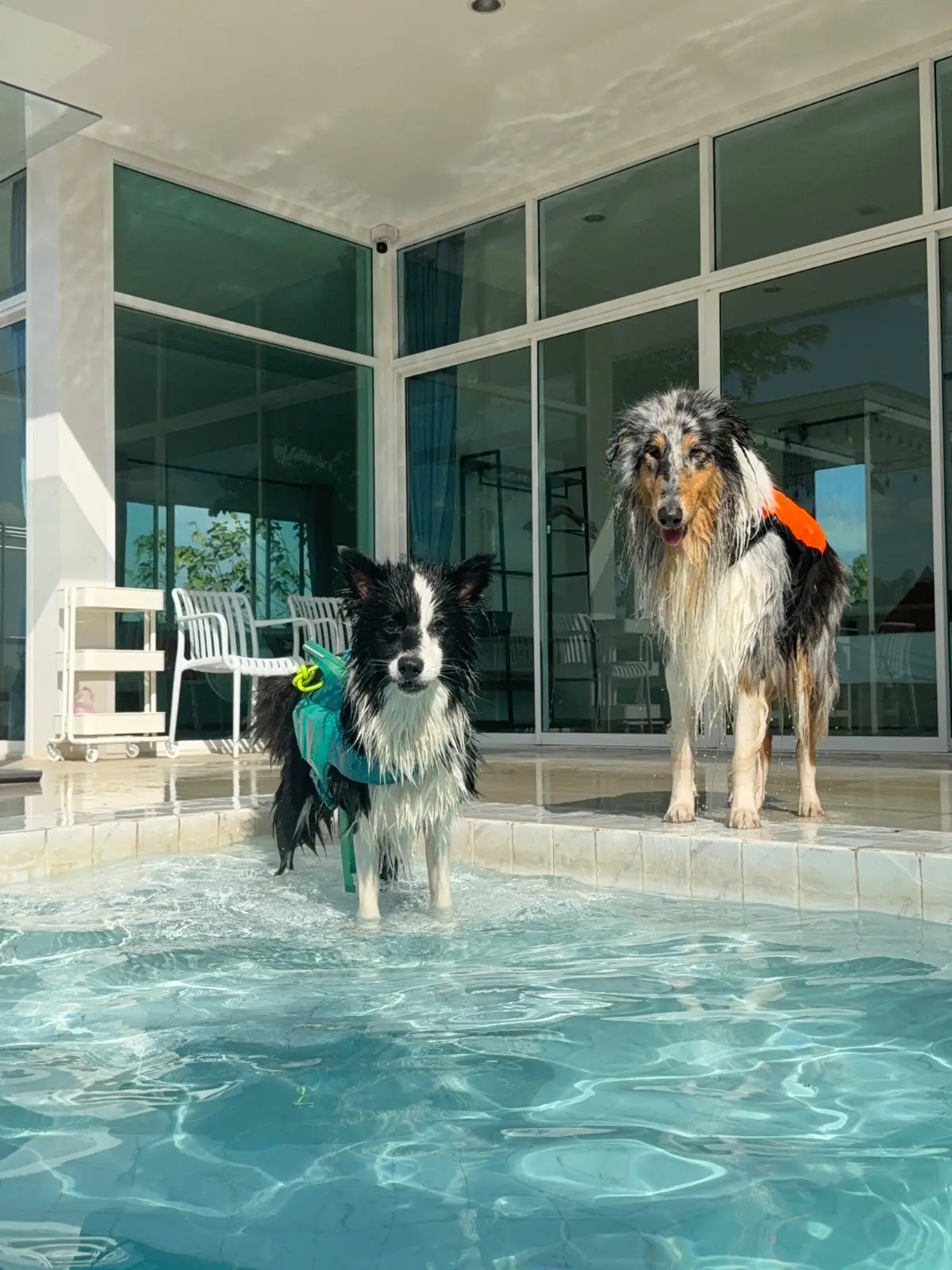 Woofhowl Pool Villa Khaoyai pets image 1