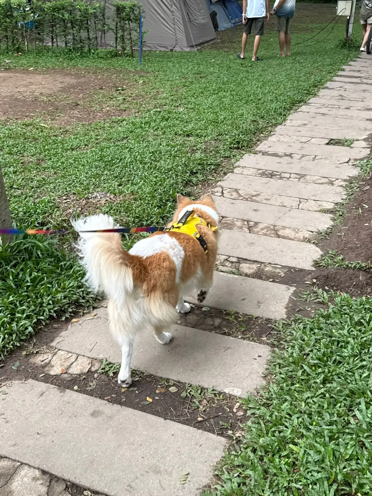 สวนยายเภาแคมป์ปิ้ง pets image 3