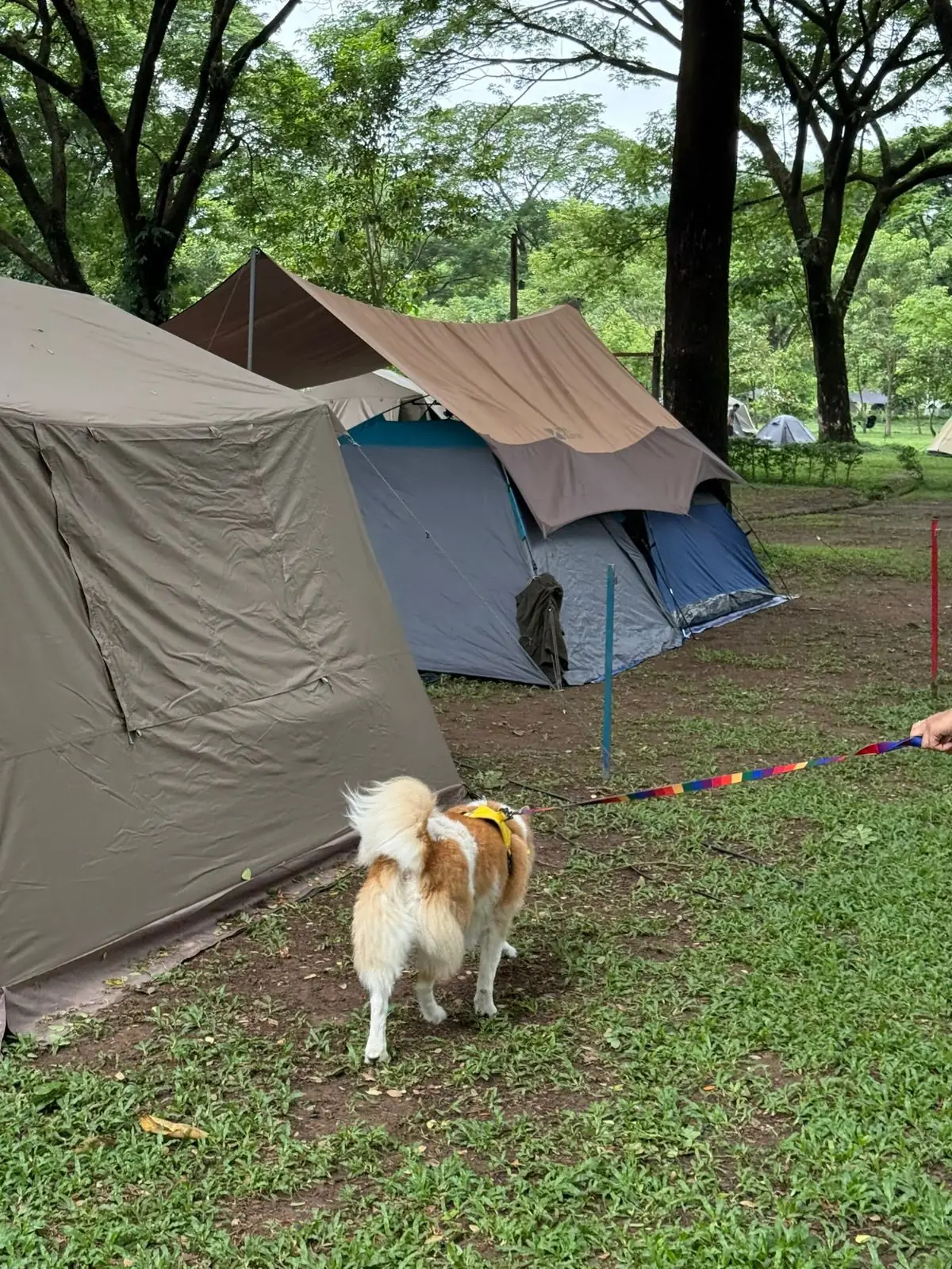 สวนยายเภาแคมป์ปิ้ง pets image 4