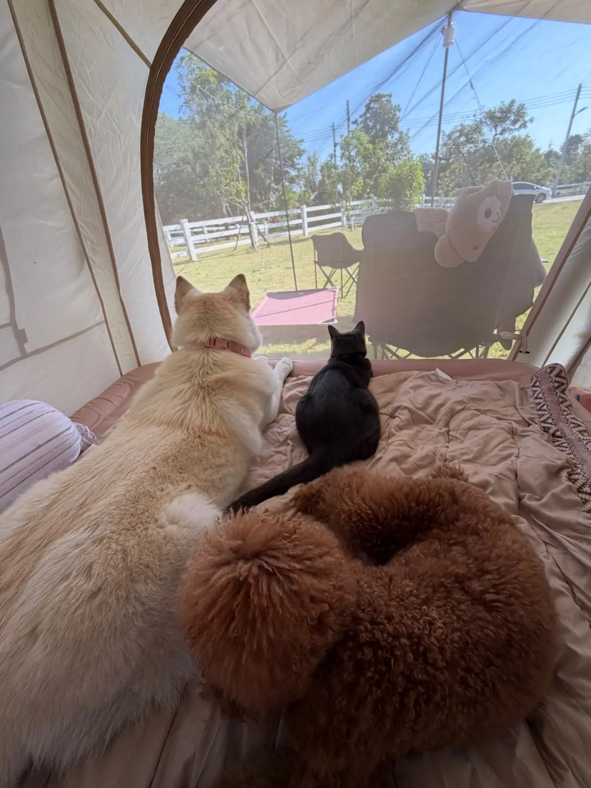Big Bear Camping - นครปฐม pets image 1