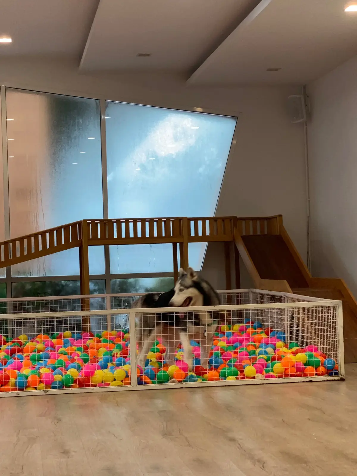 Dog's Paw other image 3