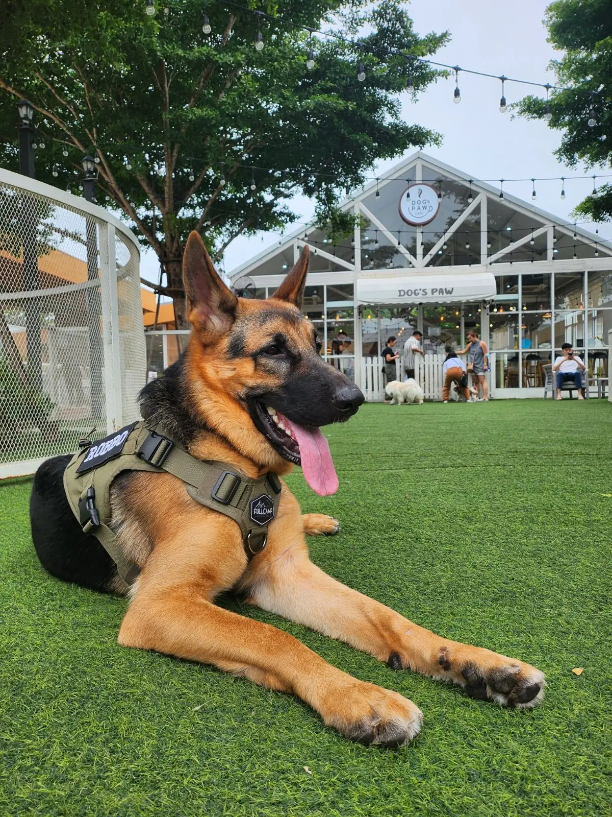 Dog's Paw overall image 2