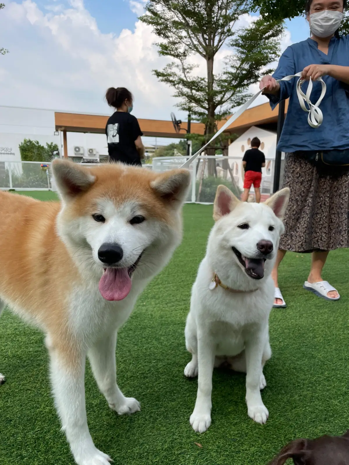 Dog's Paw pets image 2