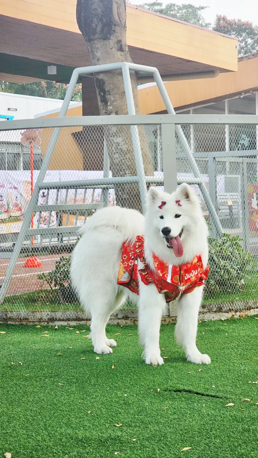 Dog's Paw pets image 4