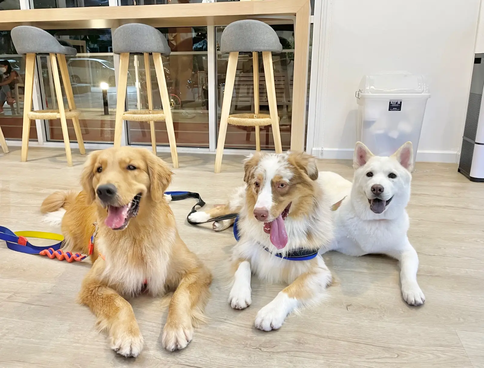 Dog's Paw pets image 3