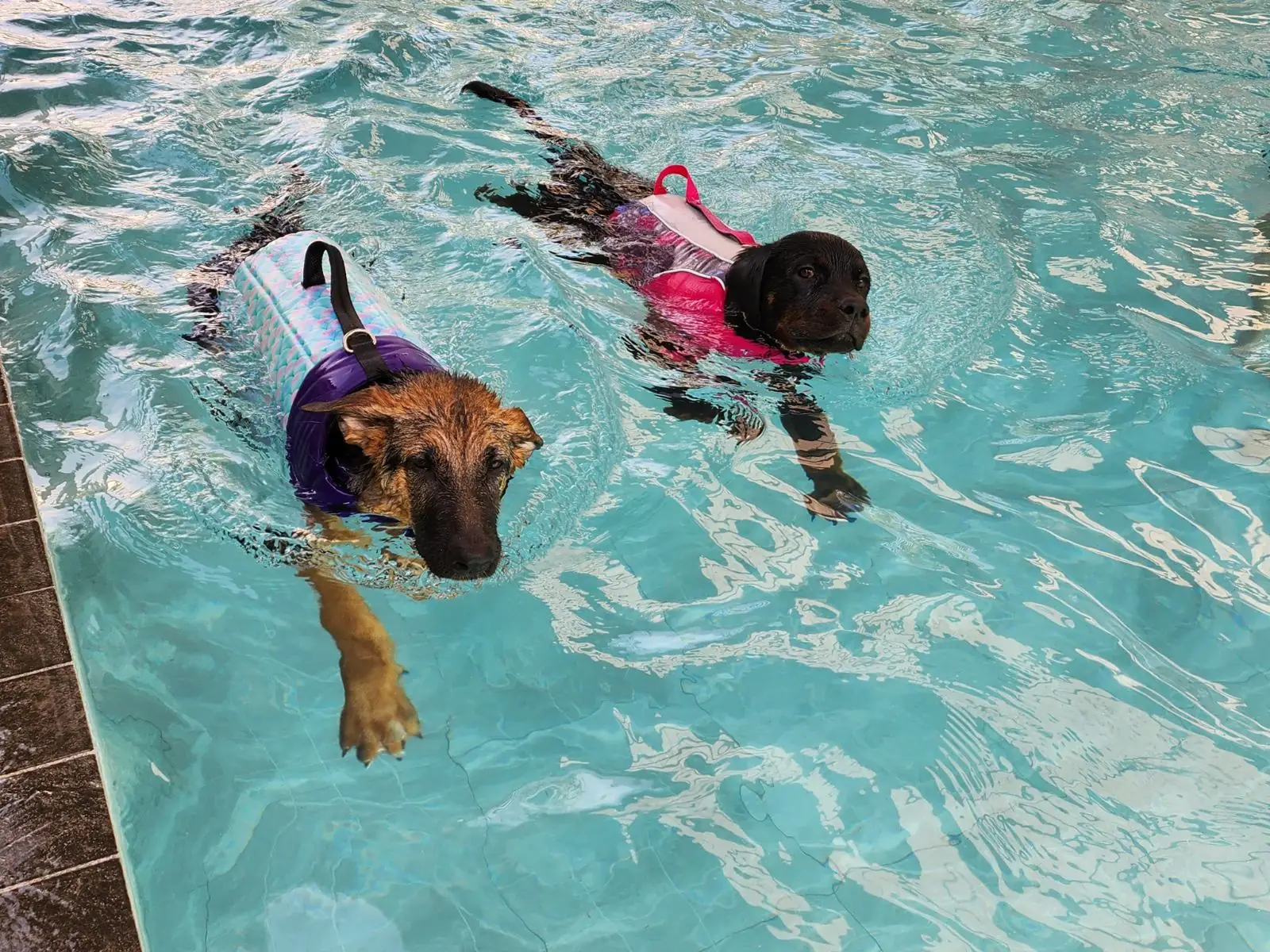 Dog's Paw pets image 8