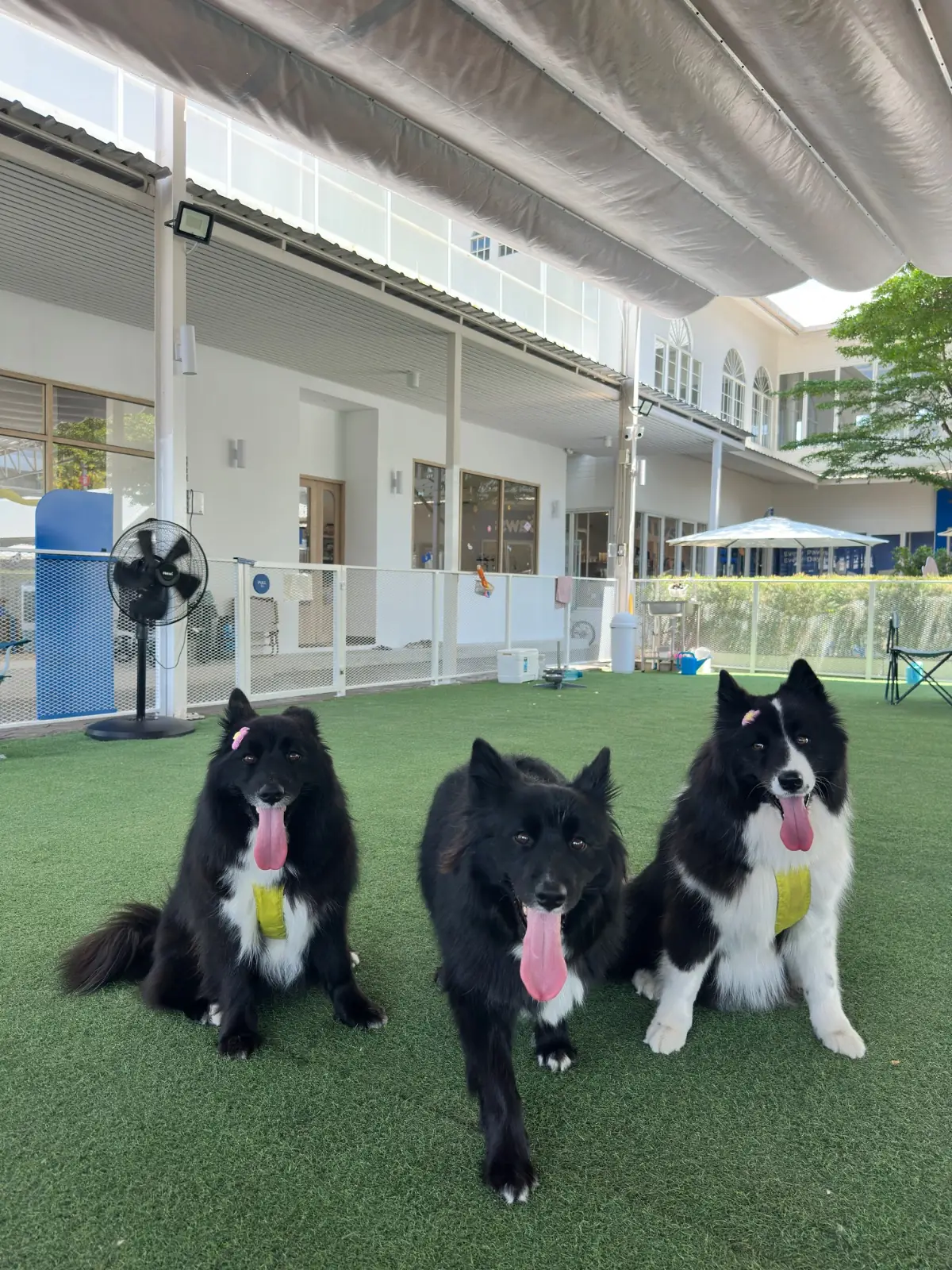 Dog's Paw pets image 14
