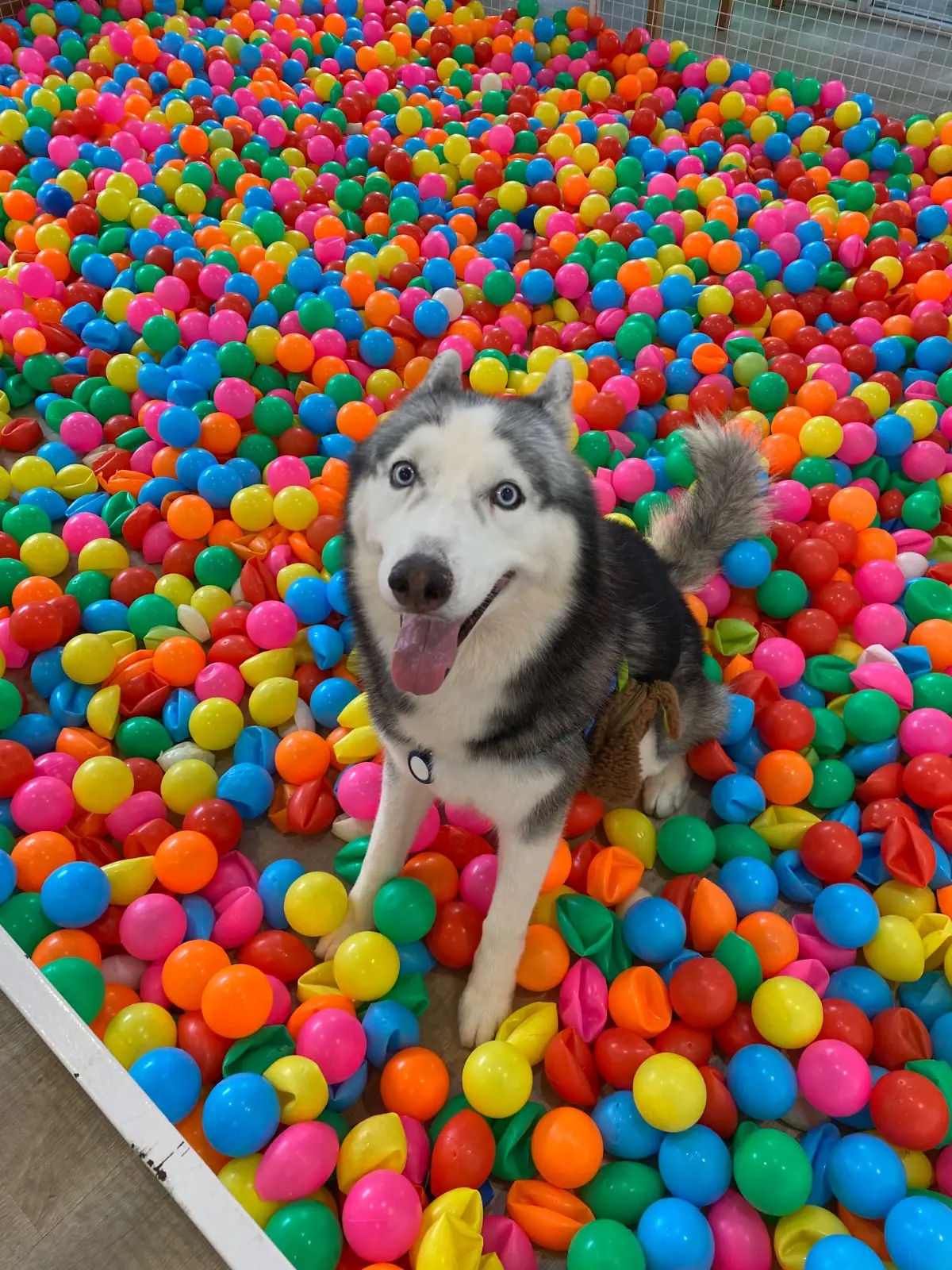 Dog's Paw pets image 1