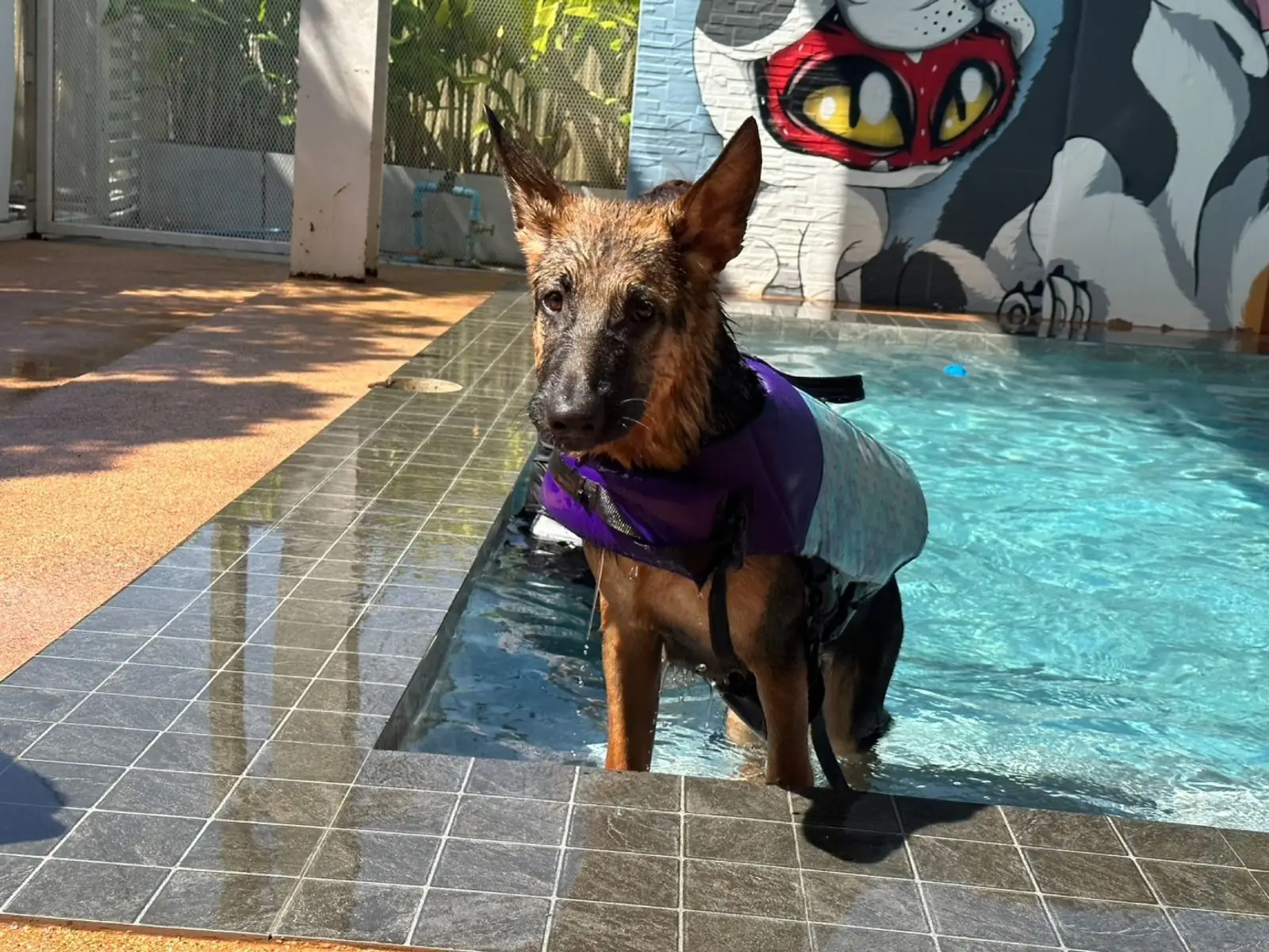 Dog's Paw pets image 5