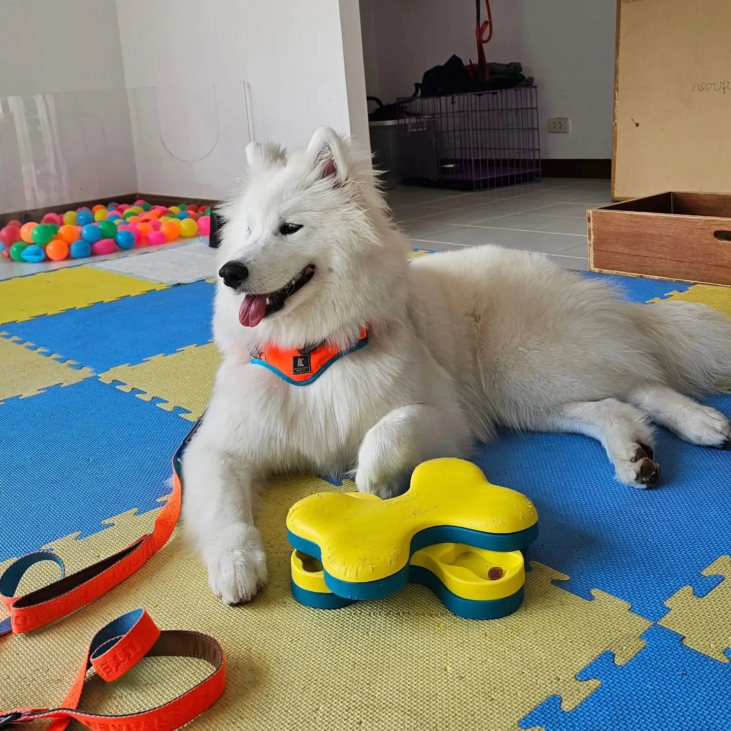 Dog's Paw pets image 6