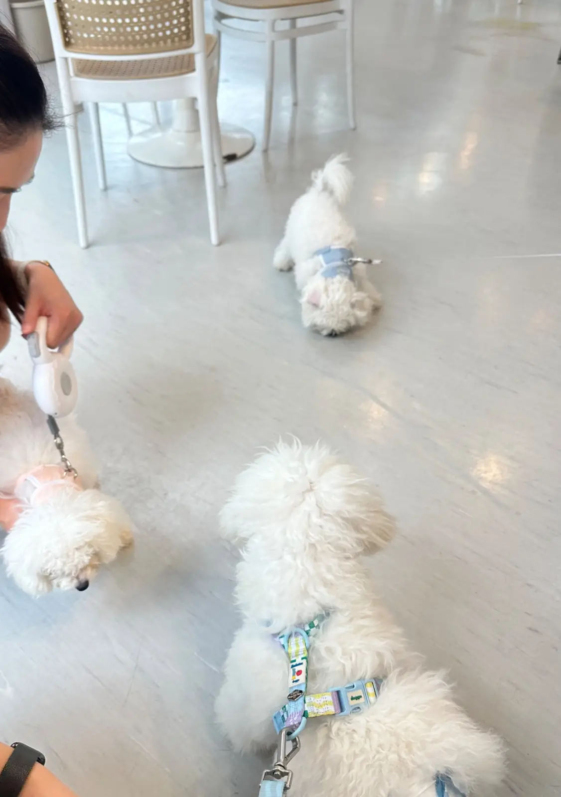Dog's Paw pets image 7