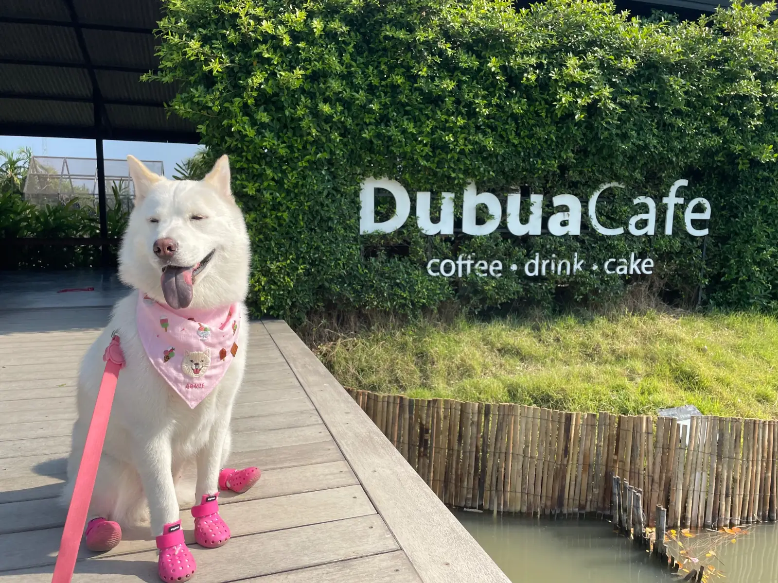 Dubua Cafe & Farm pets image 1