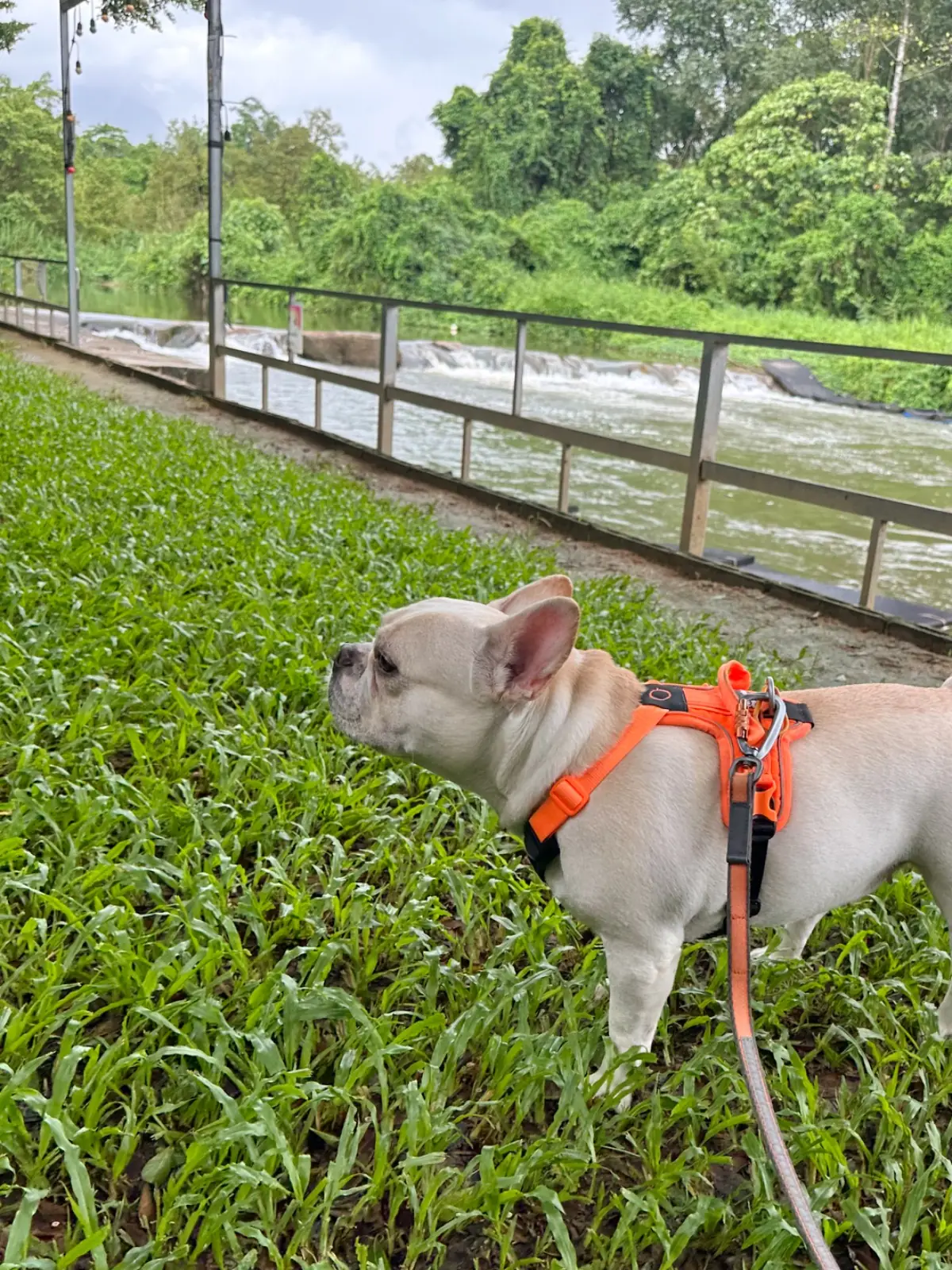 วิศาโฮมคาเฟ่ pets image 2