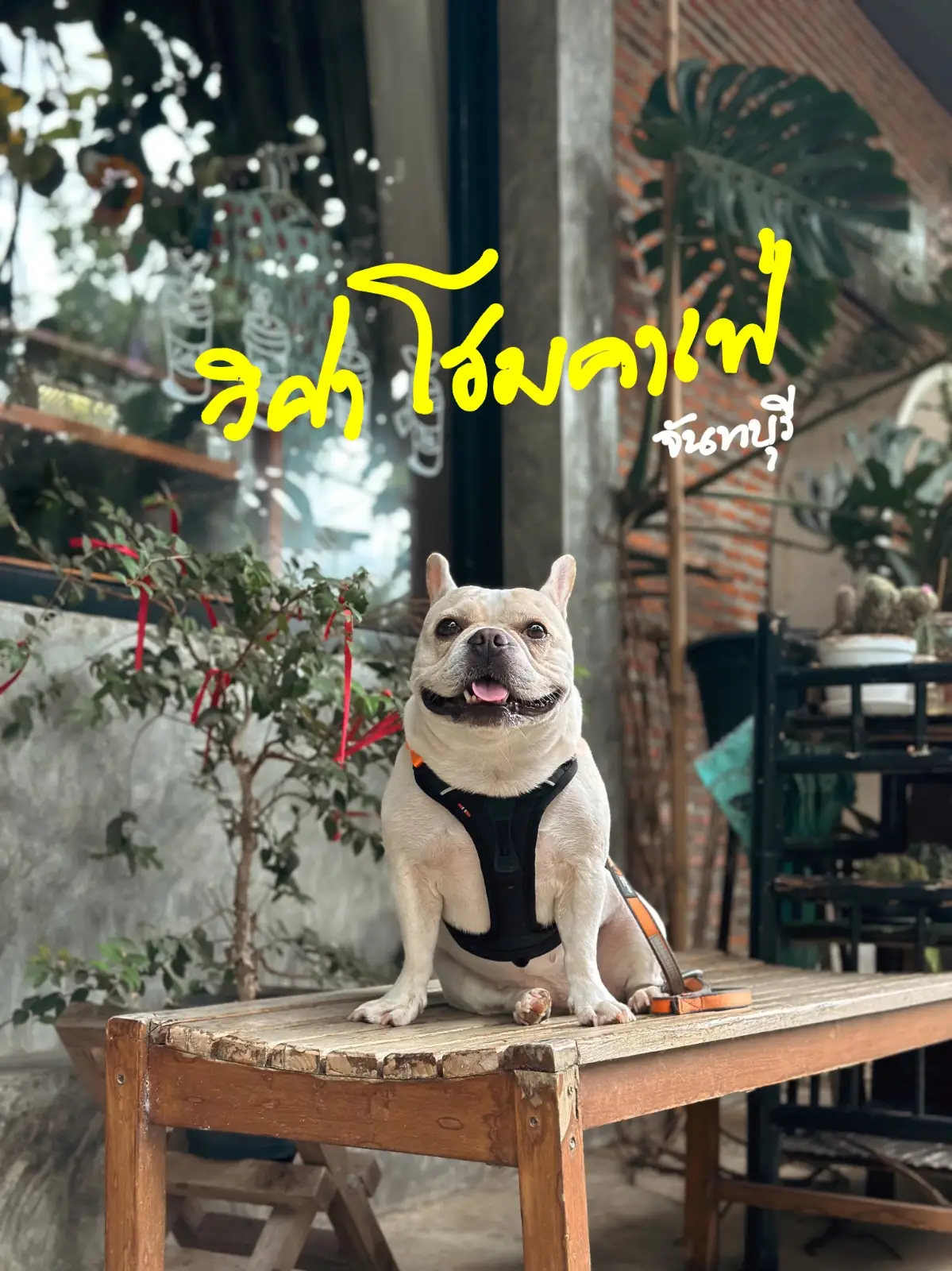 วิศาโฮมคาเฟ่ pets image 1