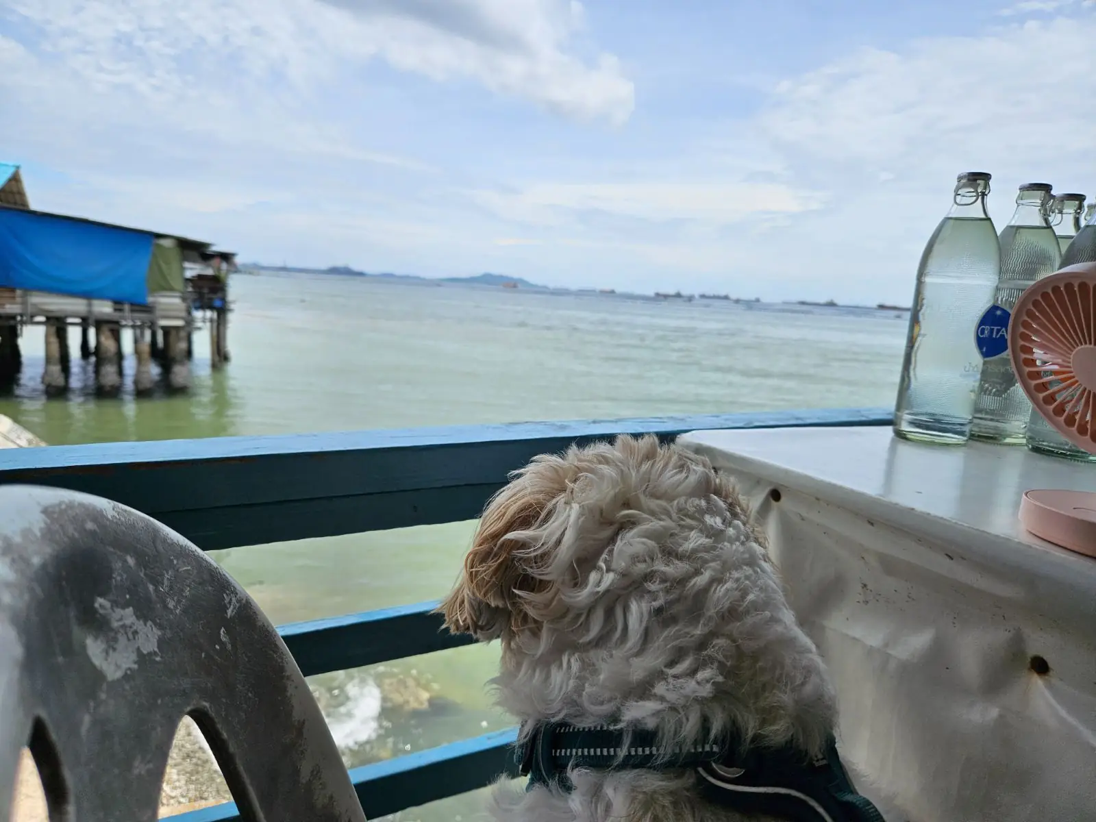 แอ๊ด ซีฟู้ด pets image 1