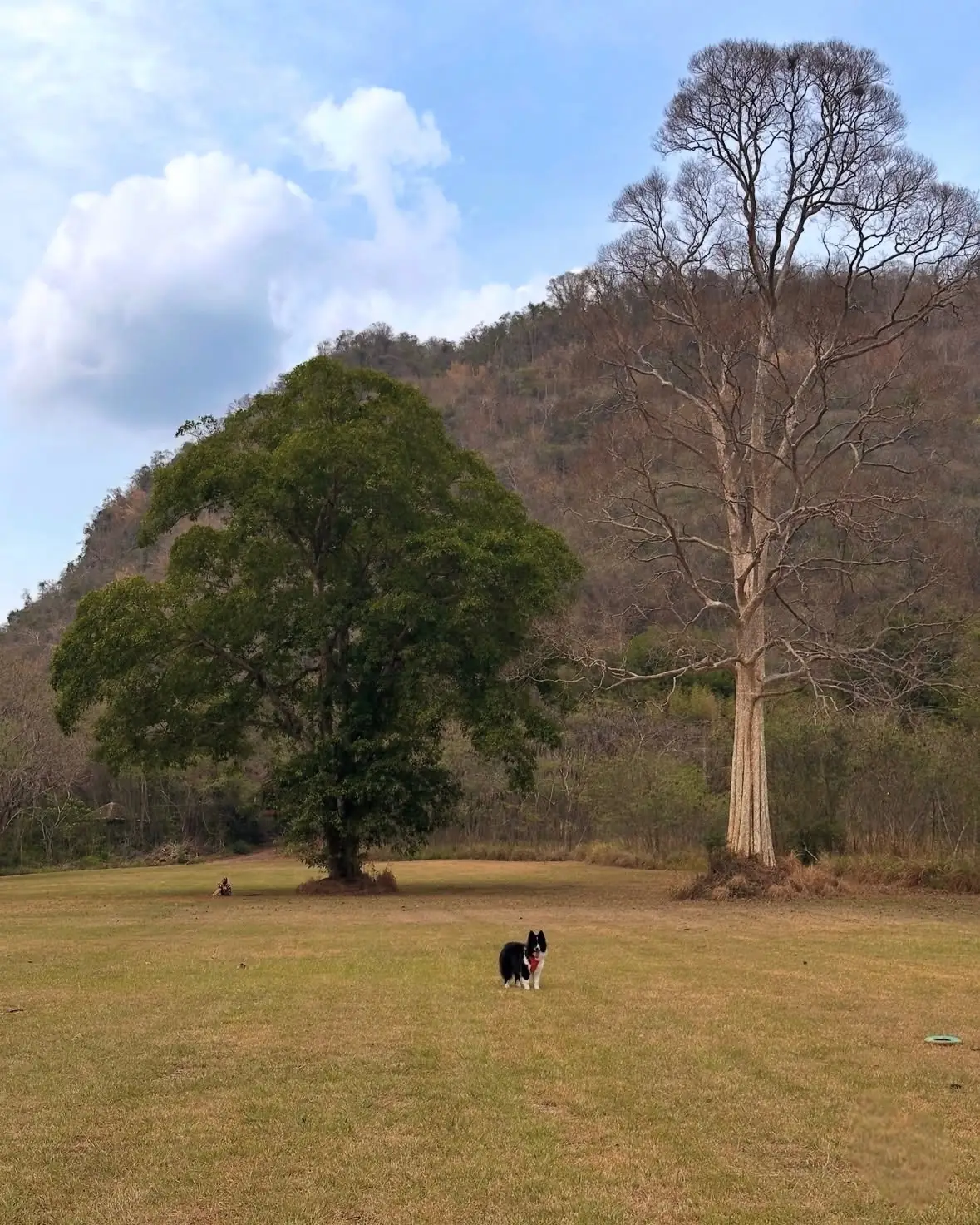 เขาใหญ่ คันทรี่คลับ overall image 3