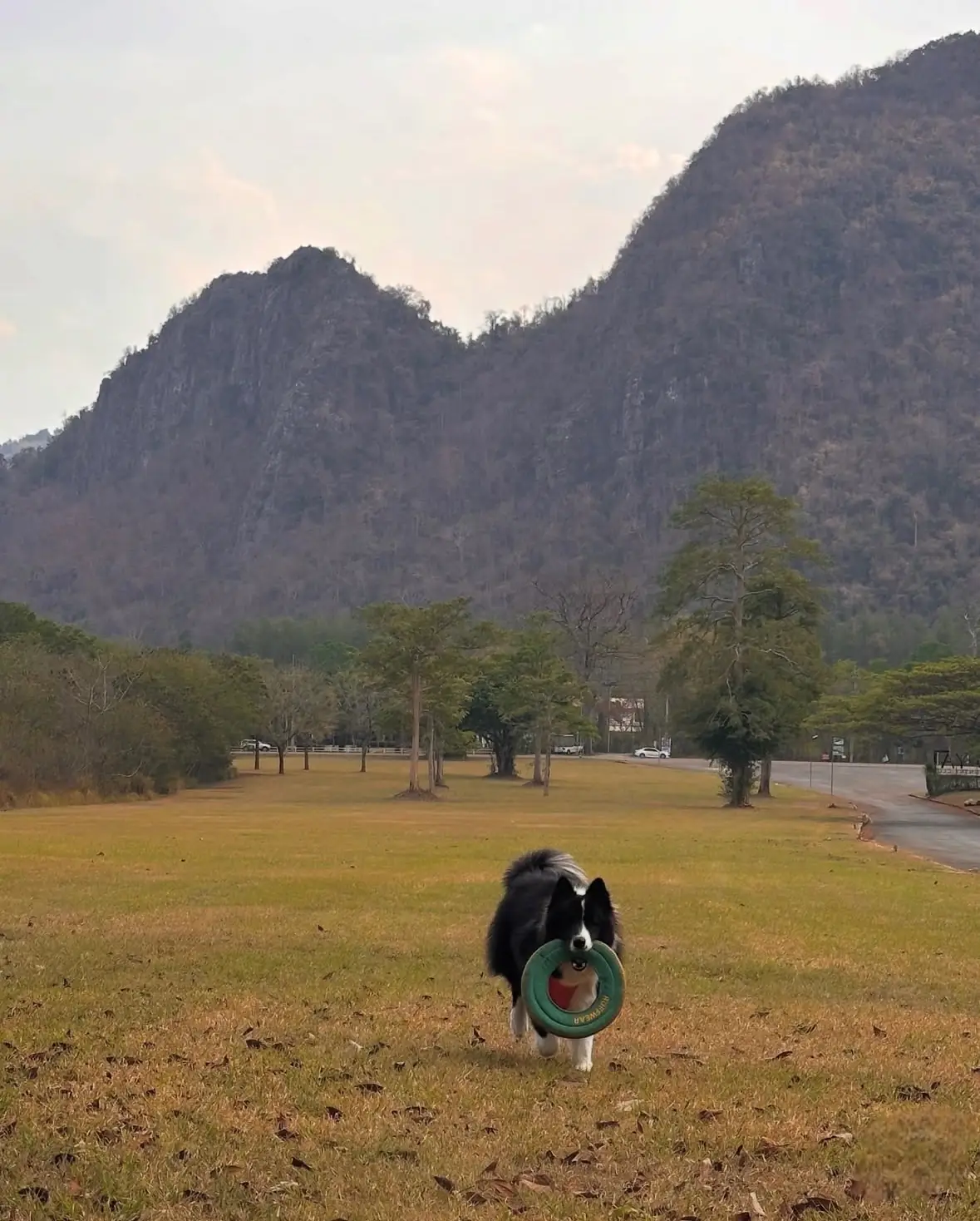เขาใหญ่ คันทรี่คลับ pets image 1