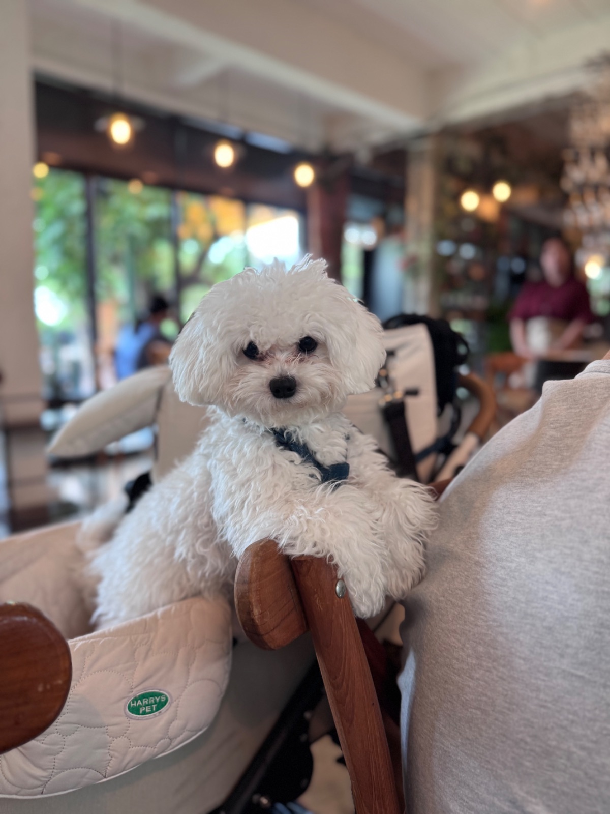 The Rabbit's Grove pets image 1