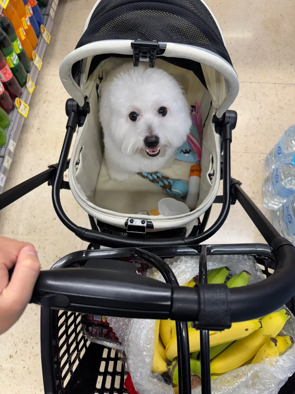 Tops - Central Rama 3 pets image 1