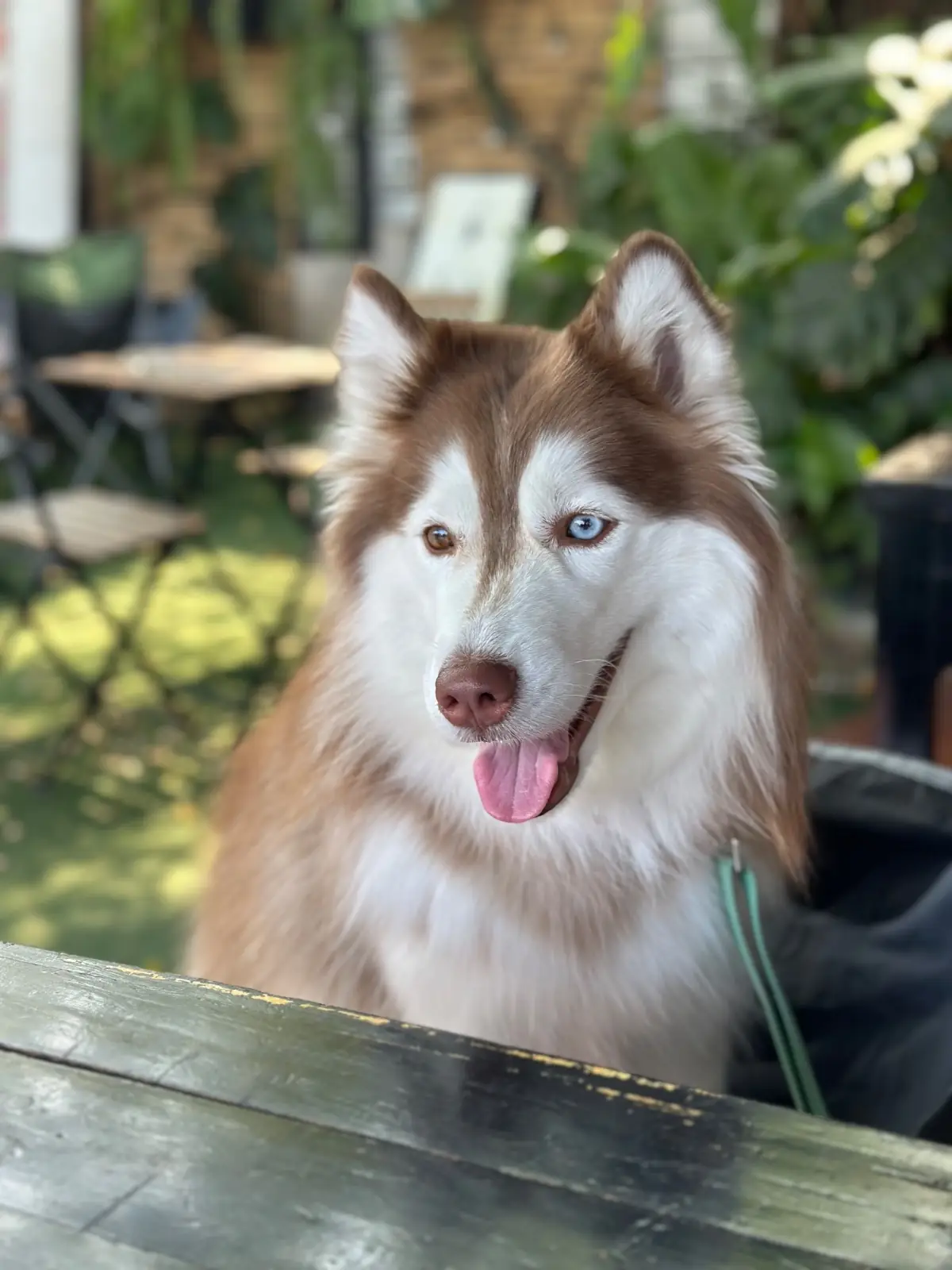 SkalaWalay' pets image 1