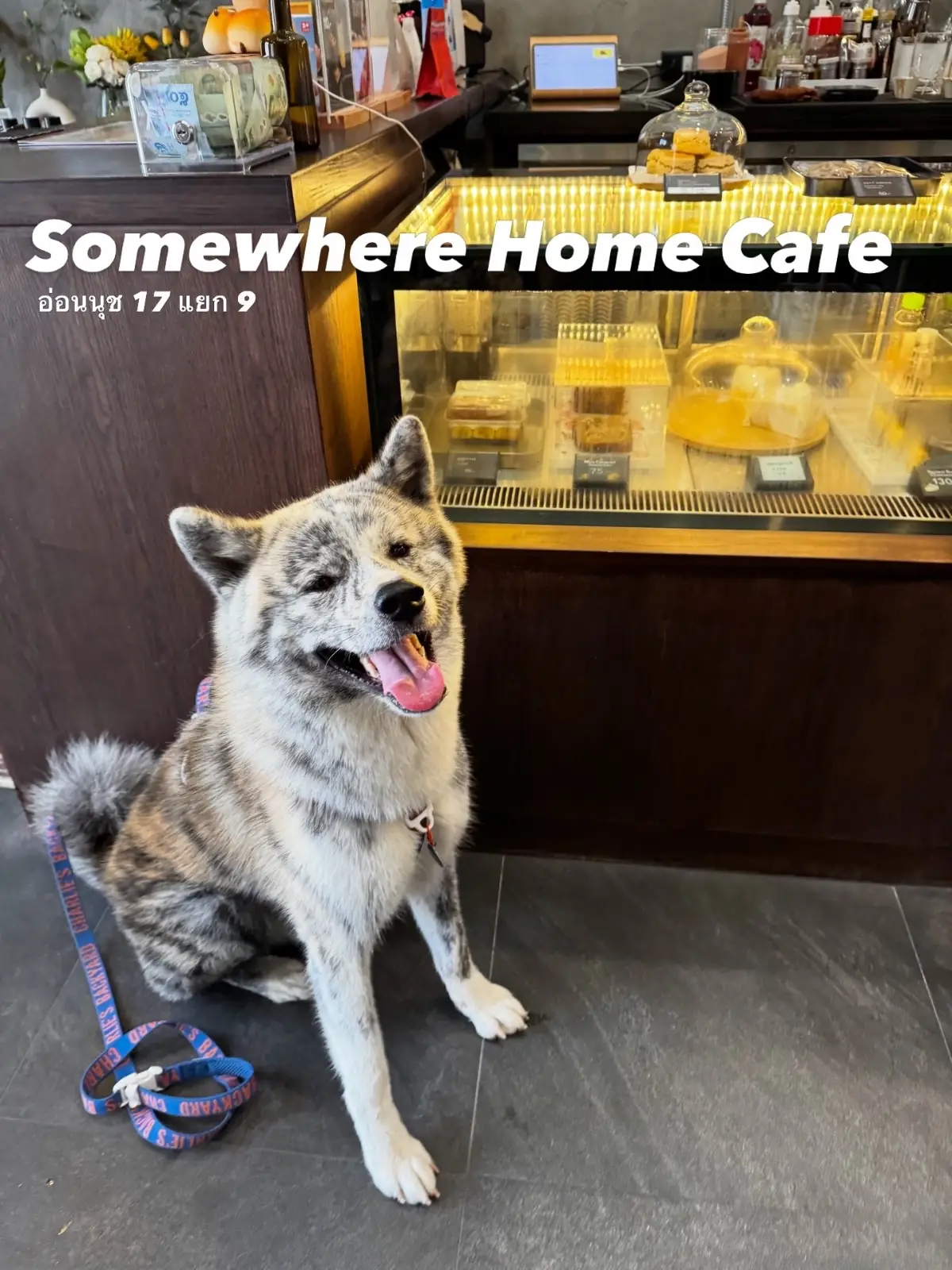 Somewhere Home Cafe pets image 1