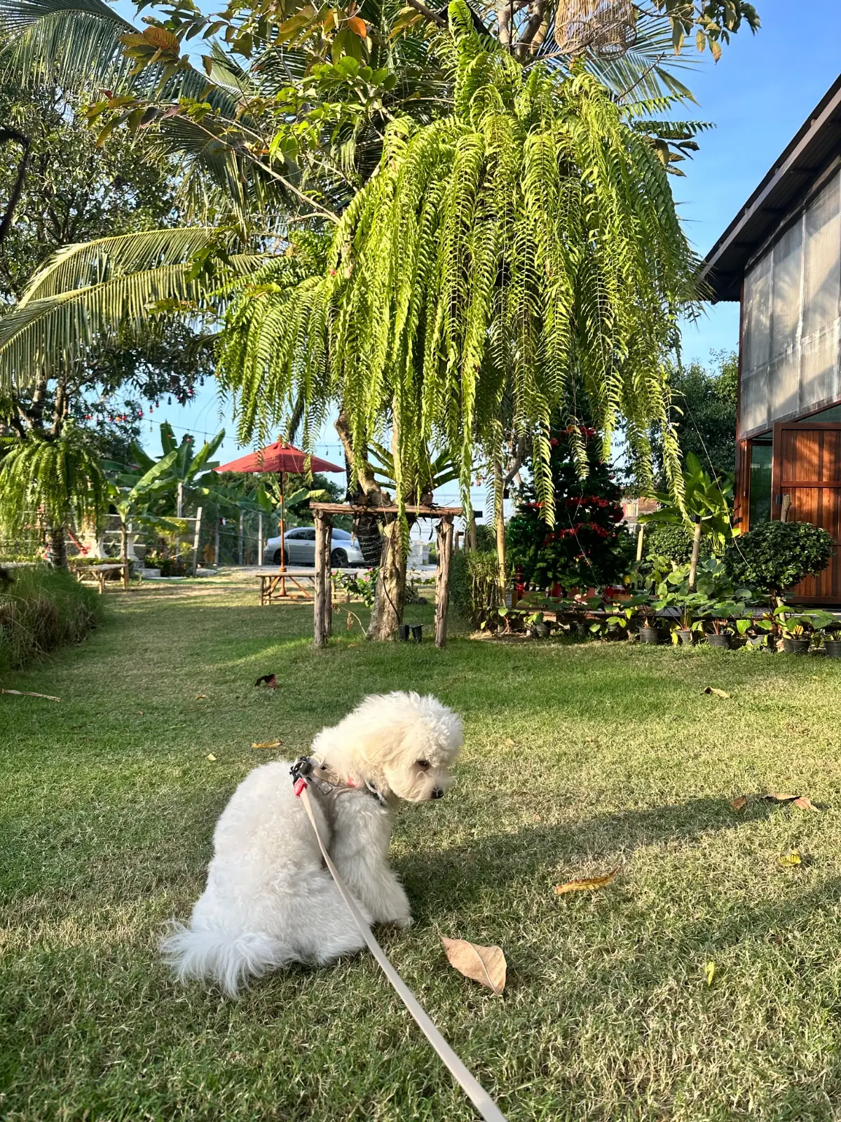 สรร pets image 4