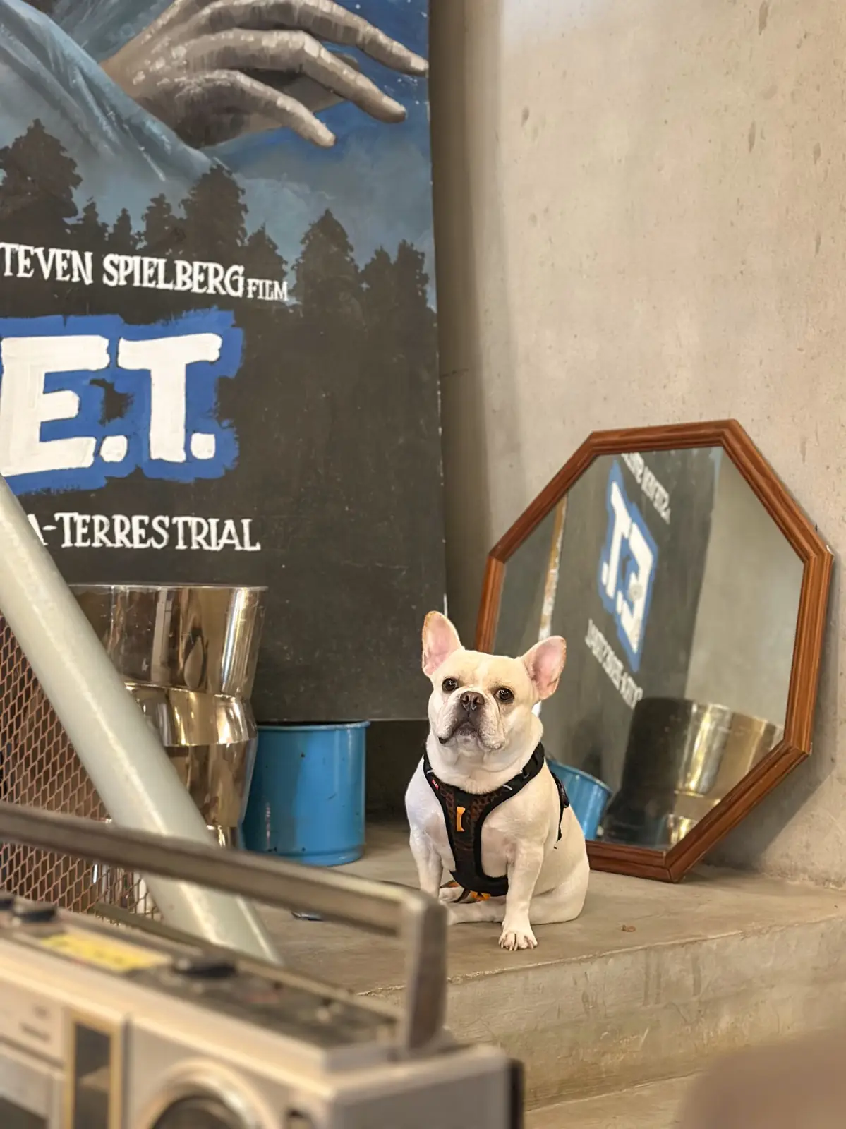 UPSET : COFFEE MADNESS pets image 1