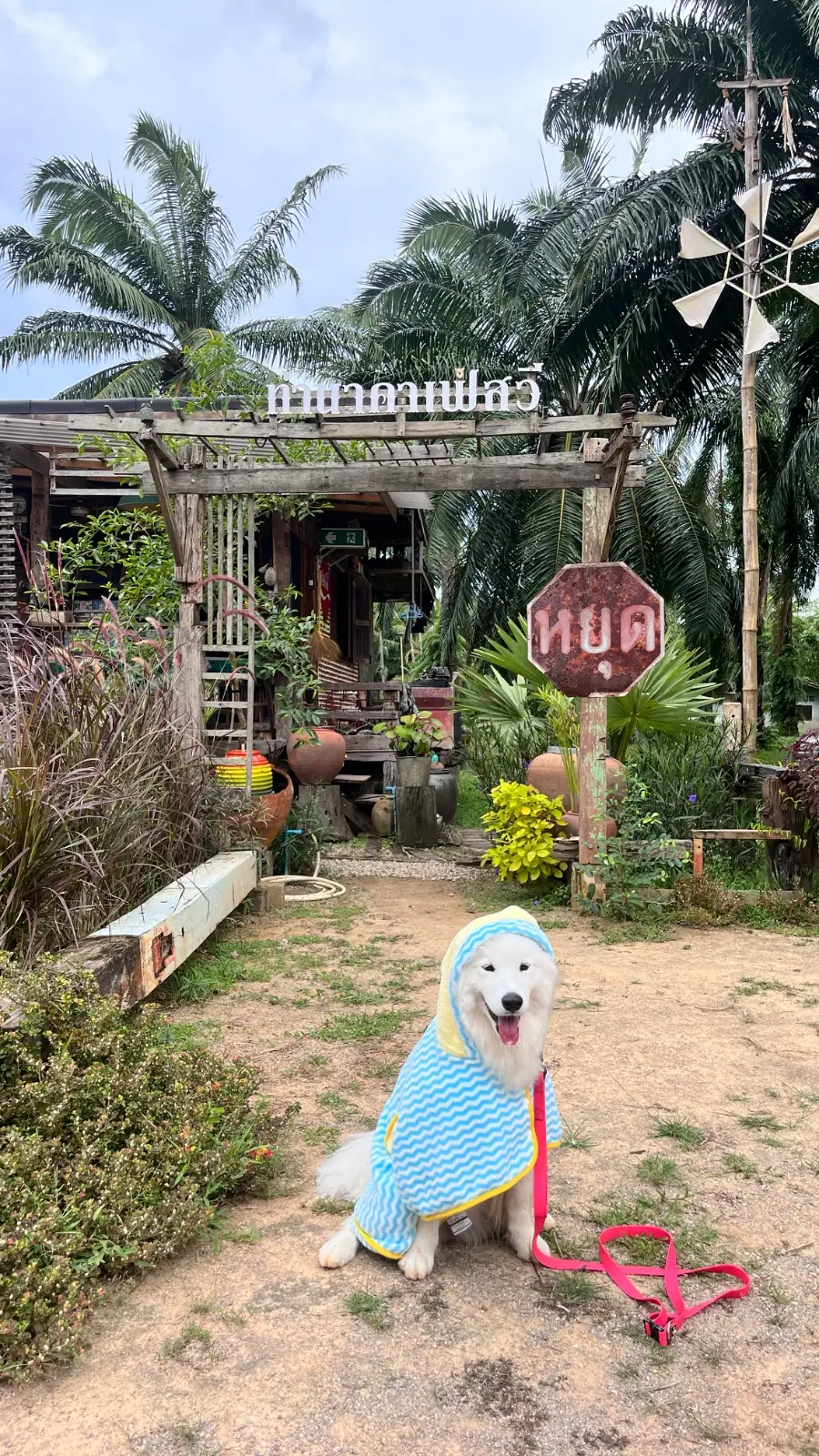 ท่านาคาเฟ่ pets image 5
