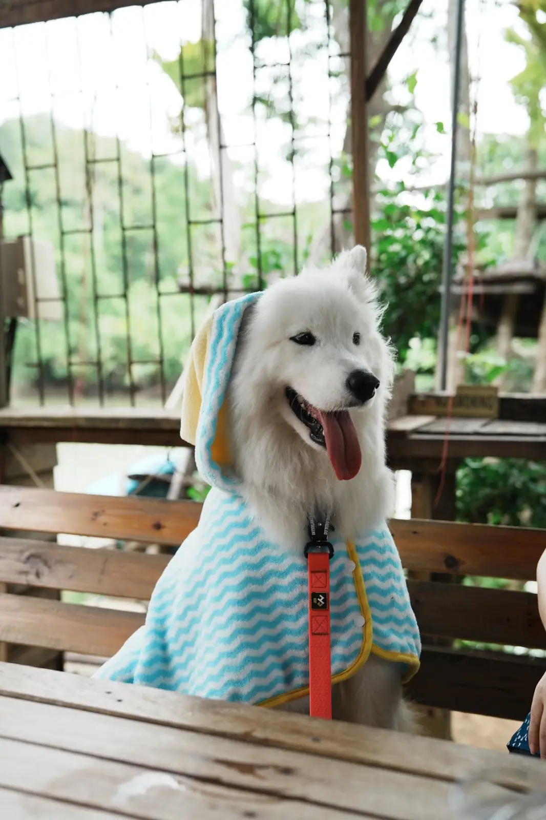 ท่านาคาเฟ่ pets image 3