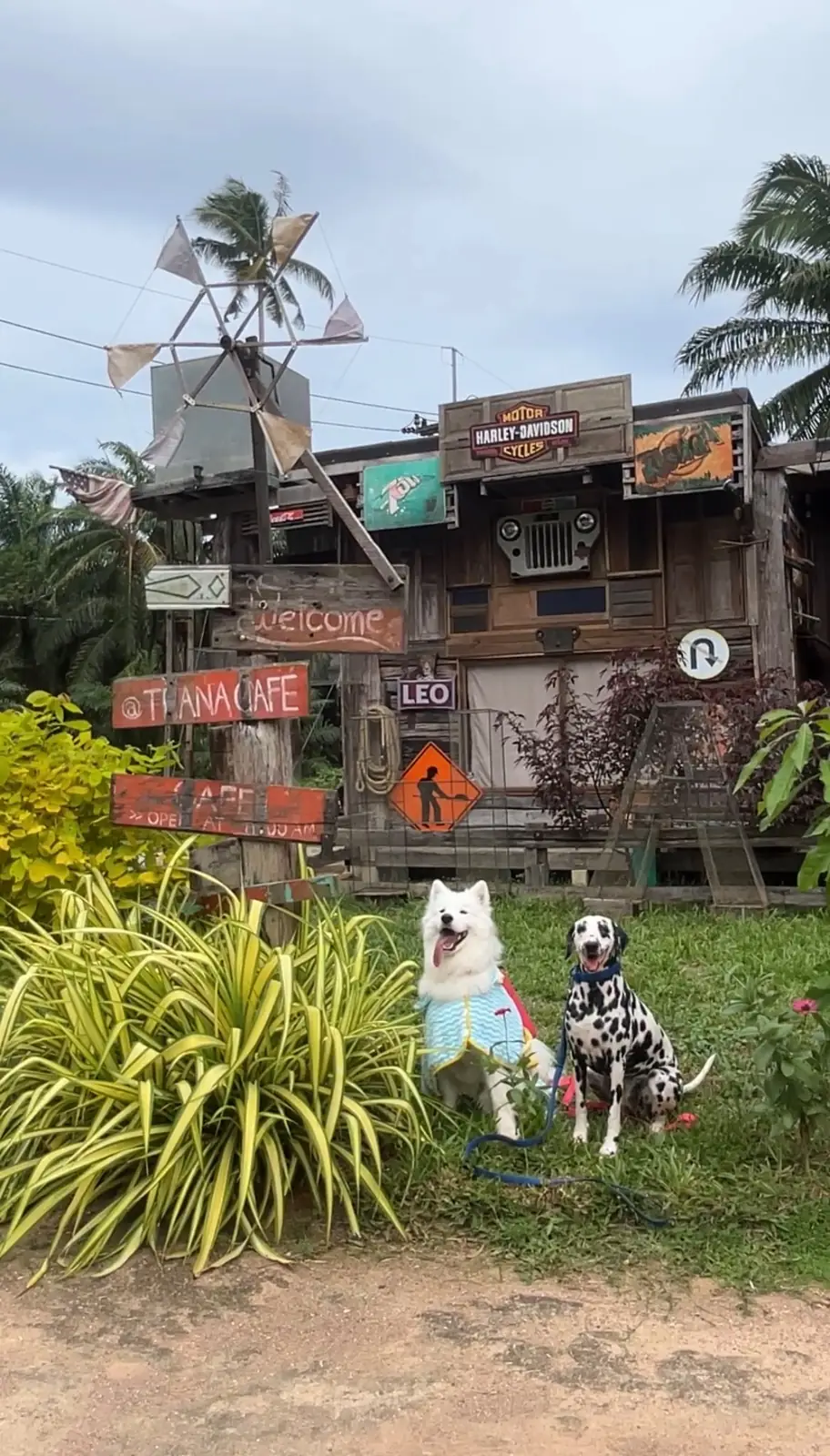 ท่านาคาเฟ่ pets image 2