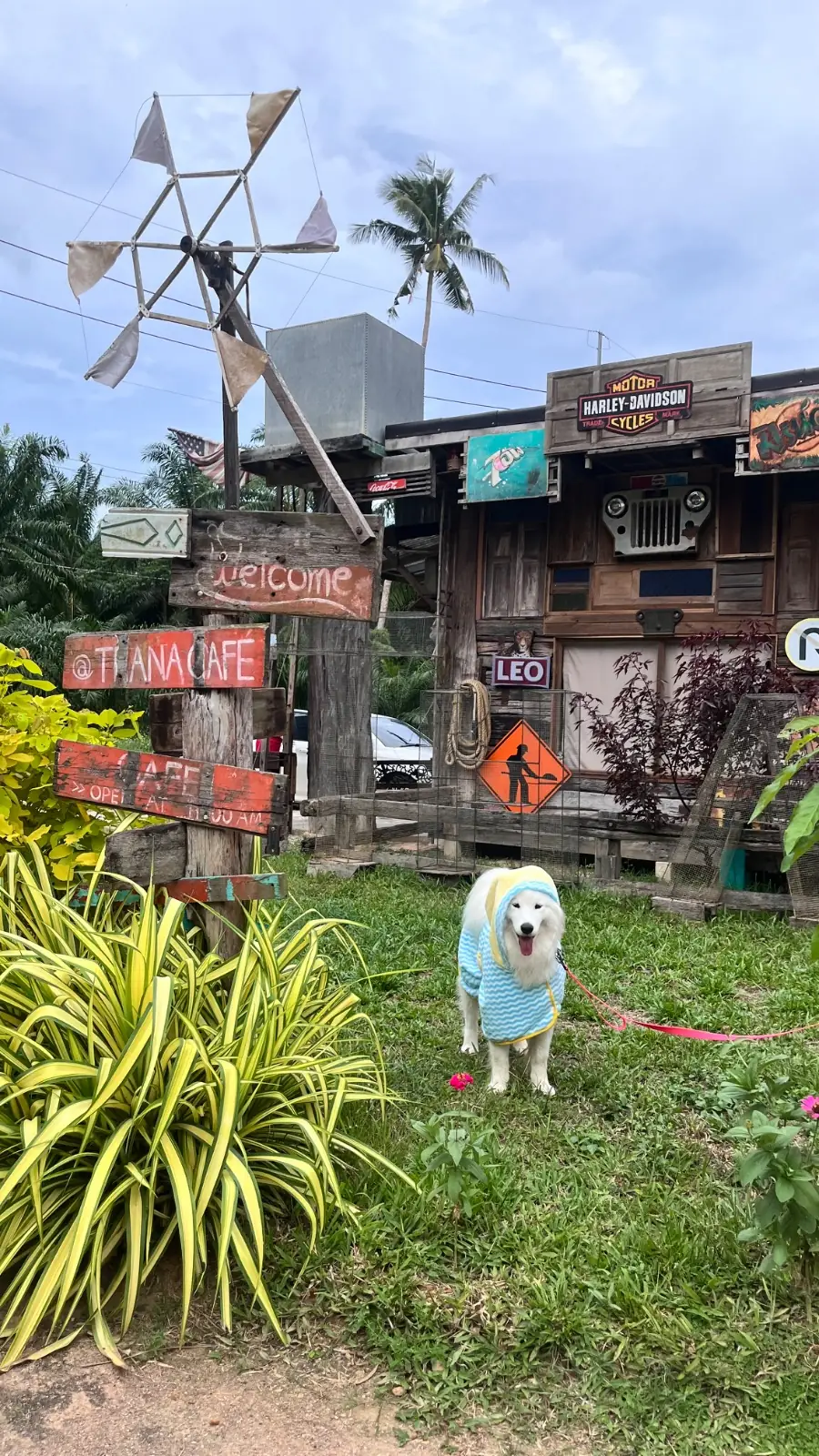 ท่านาคาเฟ่ pets image 1