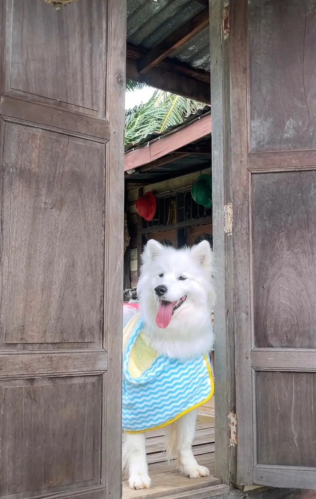 ท่านาคาเฟ่ pets image 4