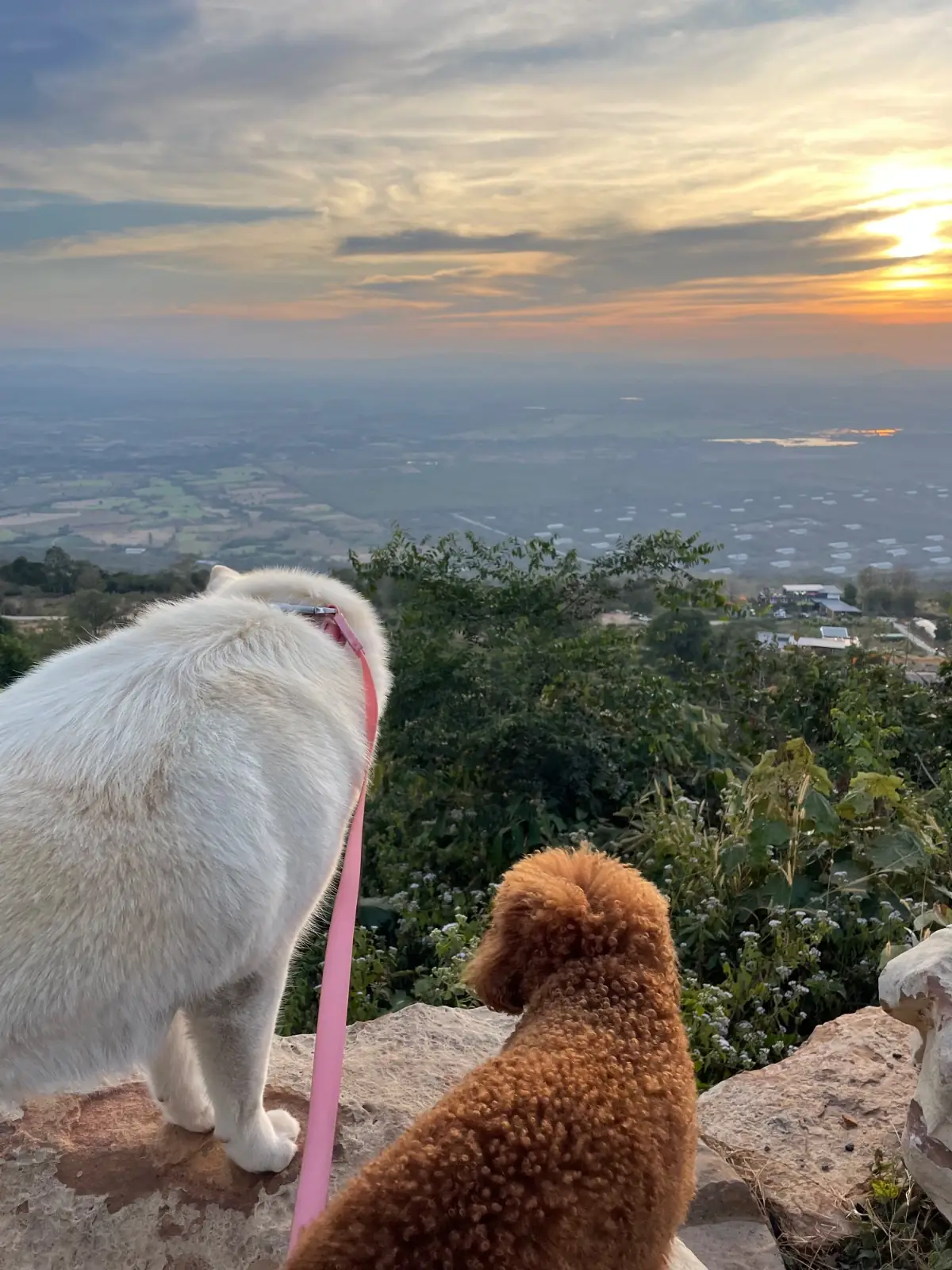 SAFE HAVEN - เขายายเที่ยง pets image 2