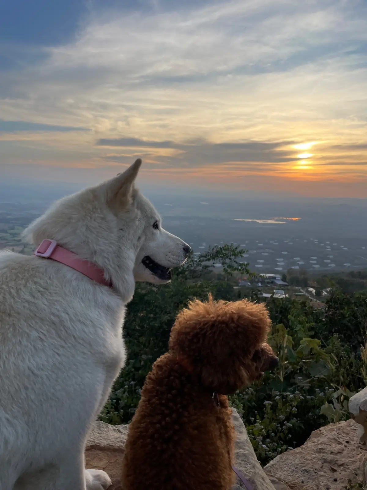 SAFE HAVEN - เขายายเที่ยง pets image 3