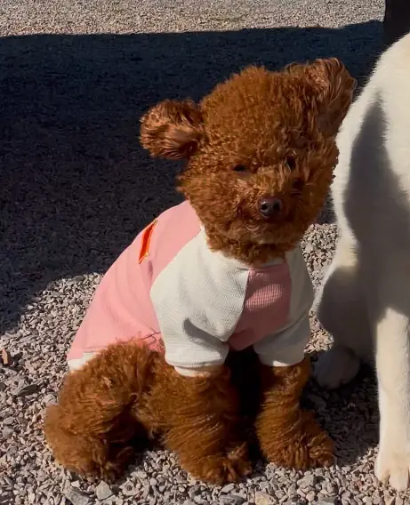 SAFE HAVEN - เขายายเที่ยง pets image 1